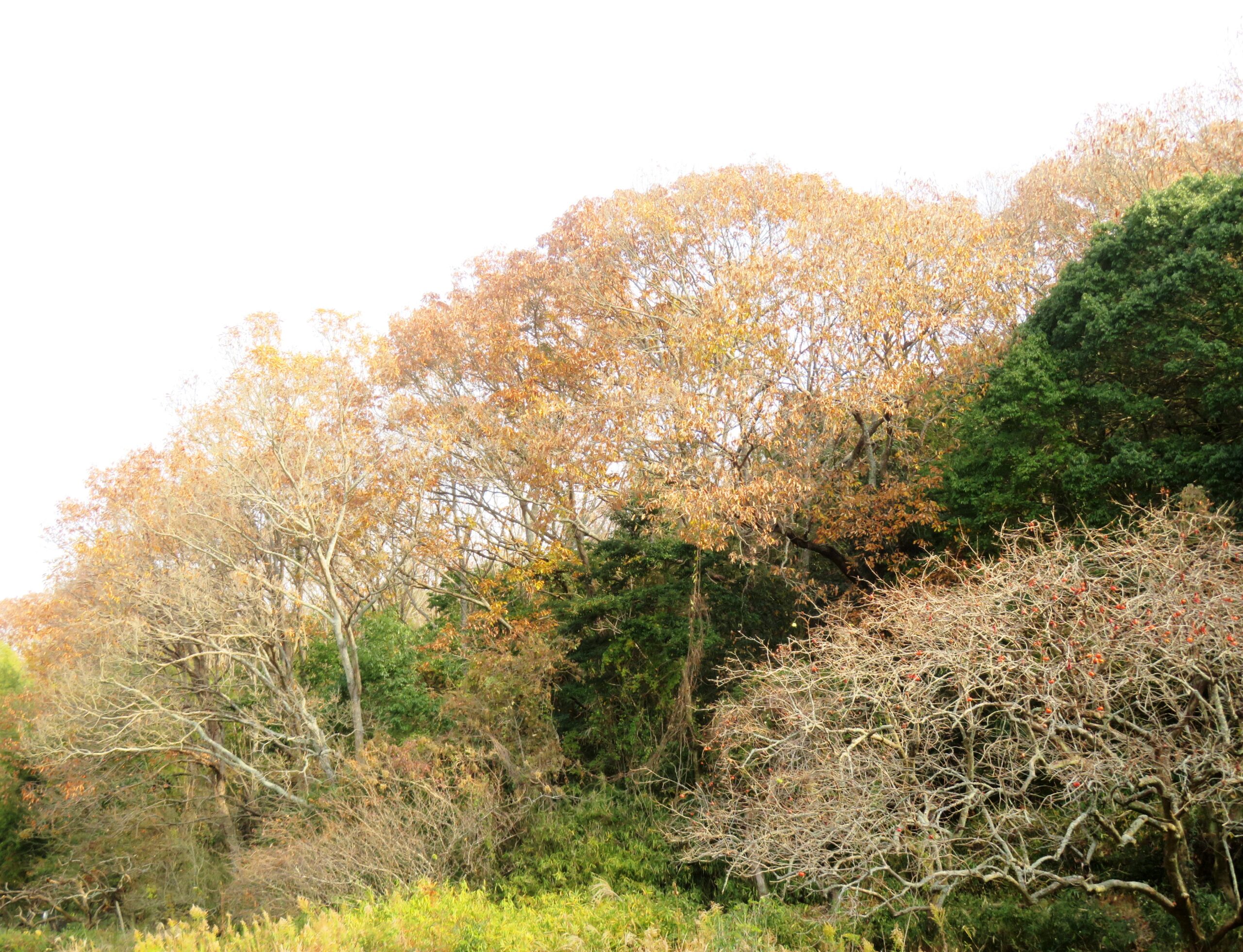 12月の山の木々