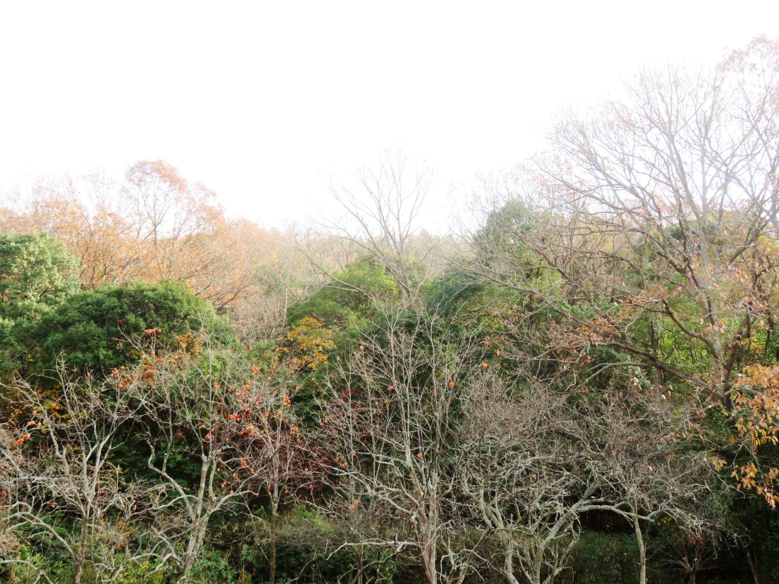 12月の山の木々