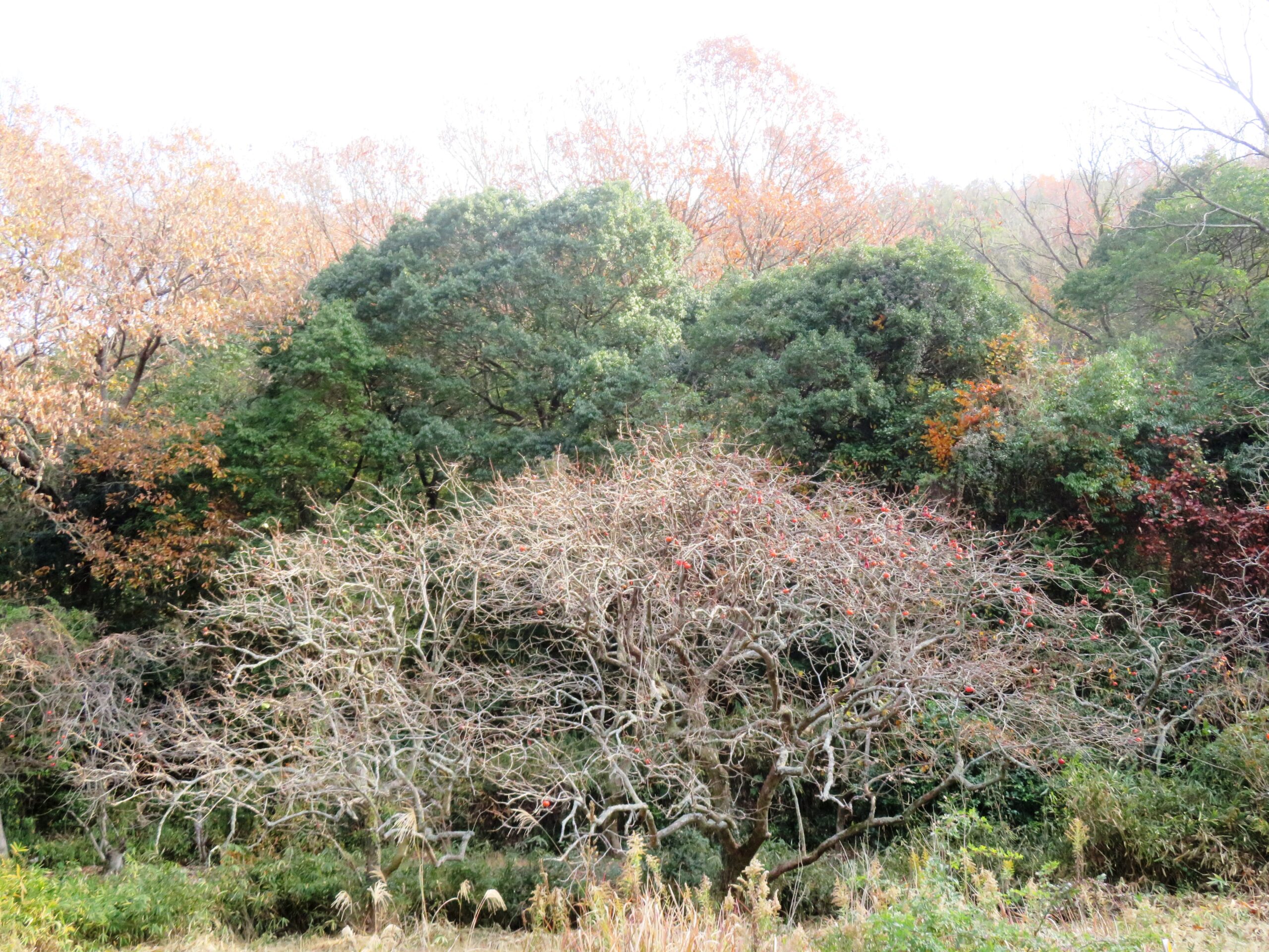 12月の山の木々
