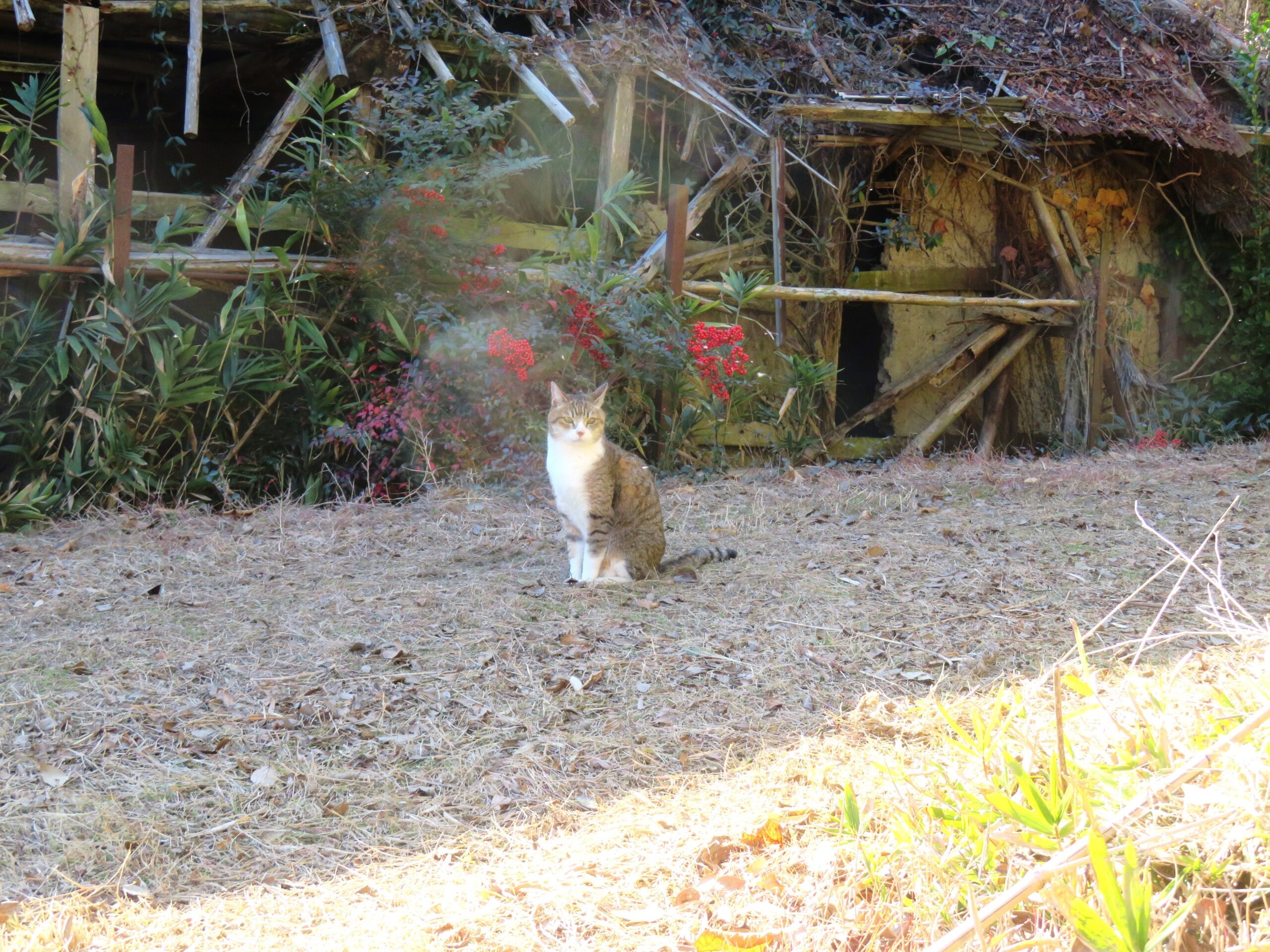 ねこ、風太 巡回