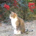 ねこ、風太　巡回