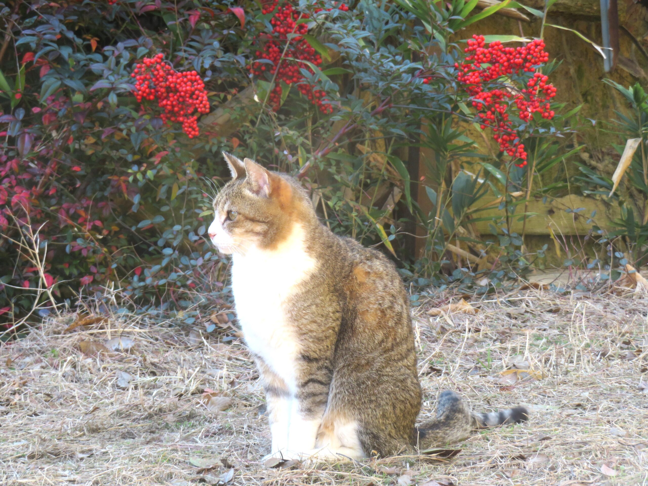 ねこ、風太 巡回