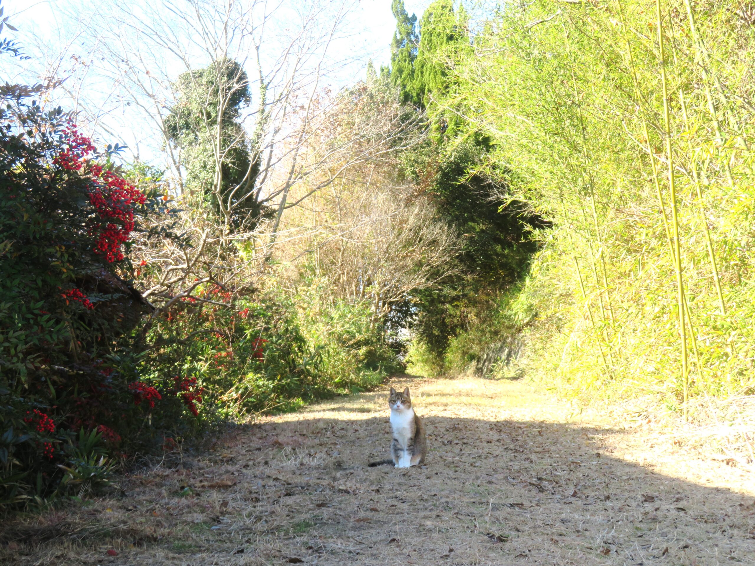 ねこ、風太 巡回
