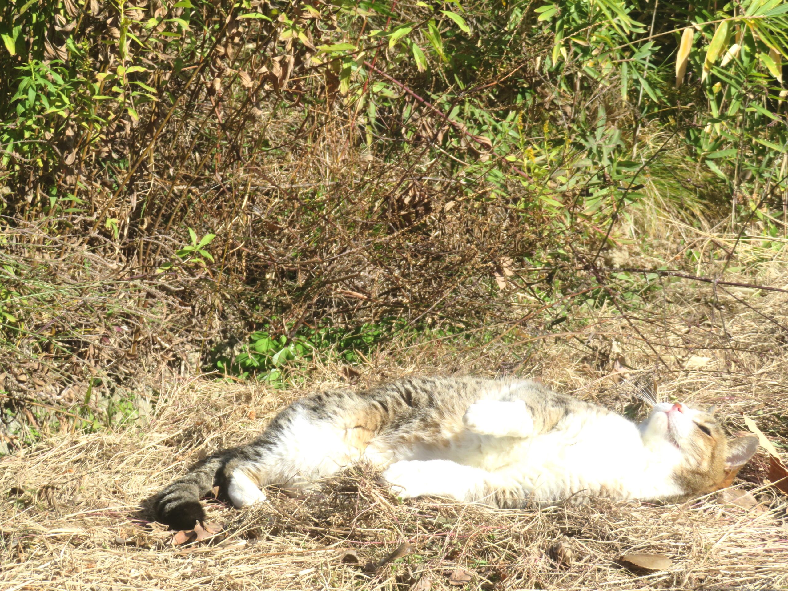 ねこ、風太 巡回