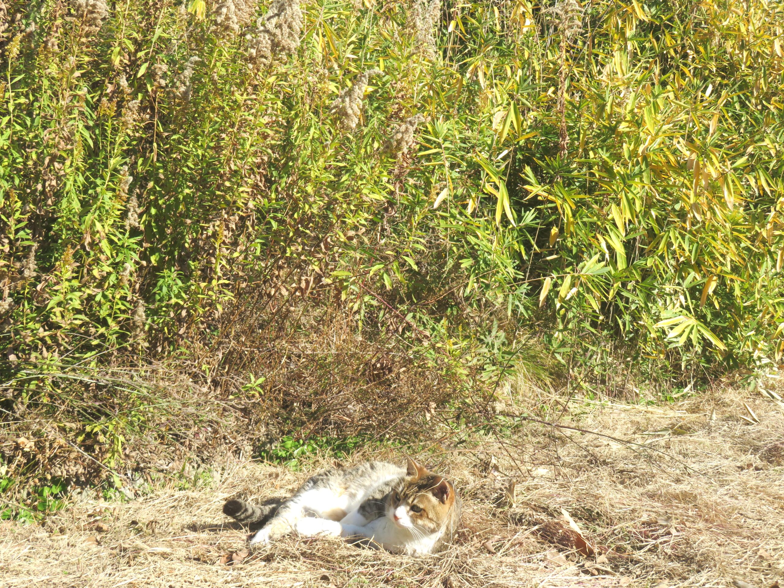 ねこ、風太 巡回