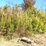 ねこ、風太　巡回