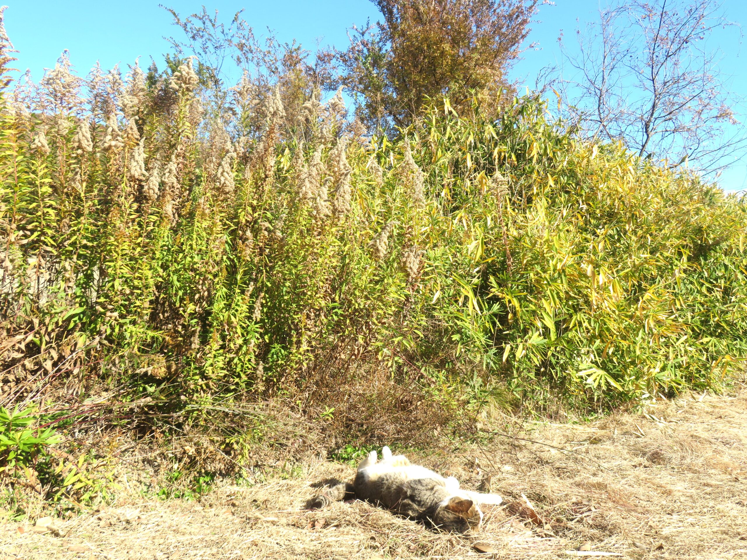 ねこ、風太 巡回