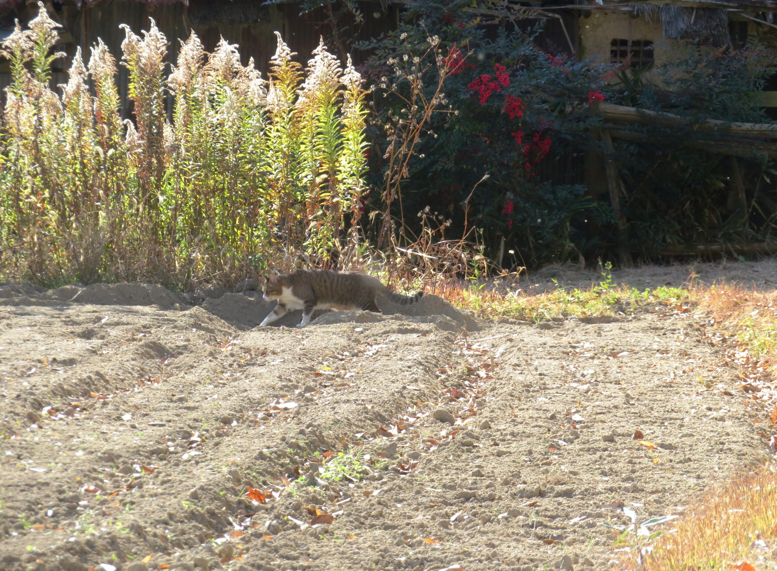 ねこ、風太 巡回