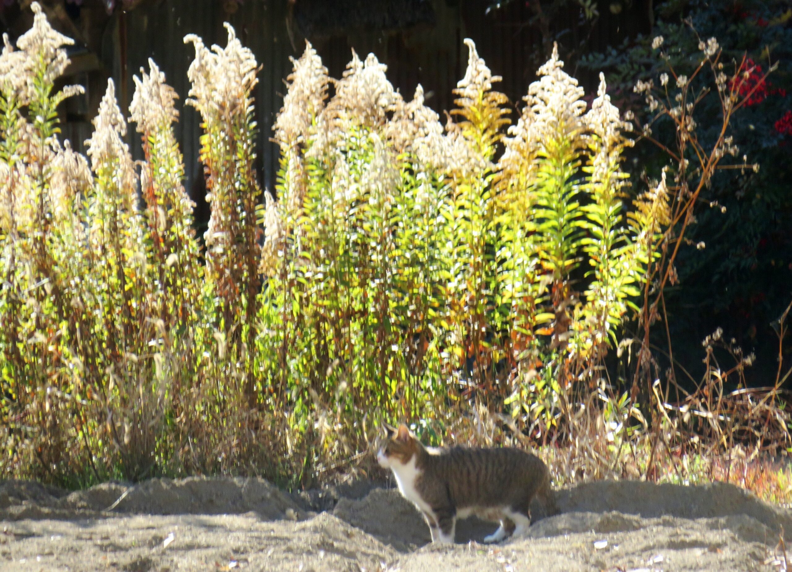 ねこ、風太 巡回