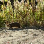 ねこ、風太　巡回