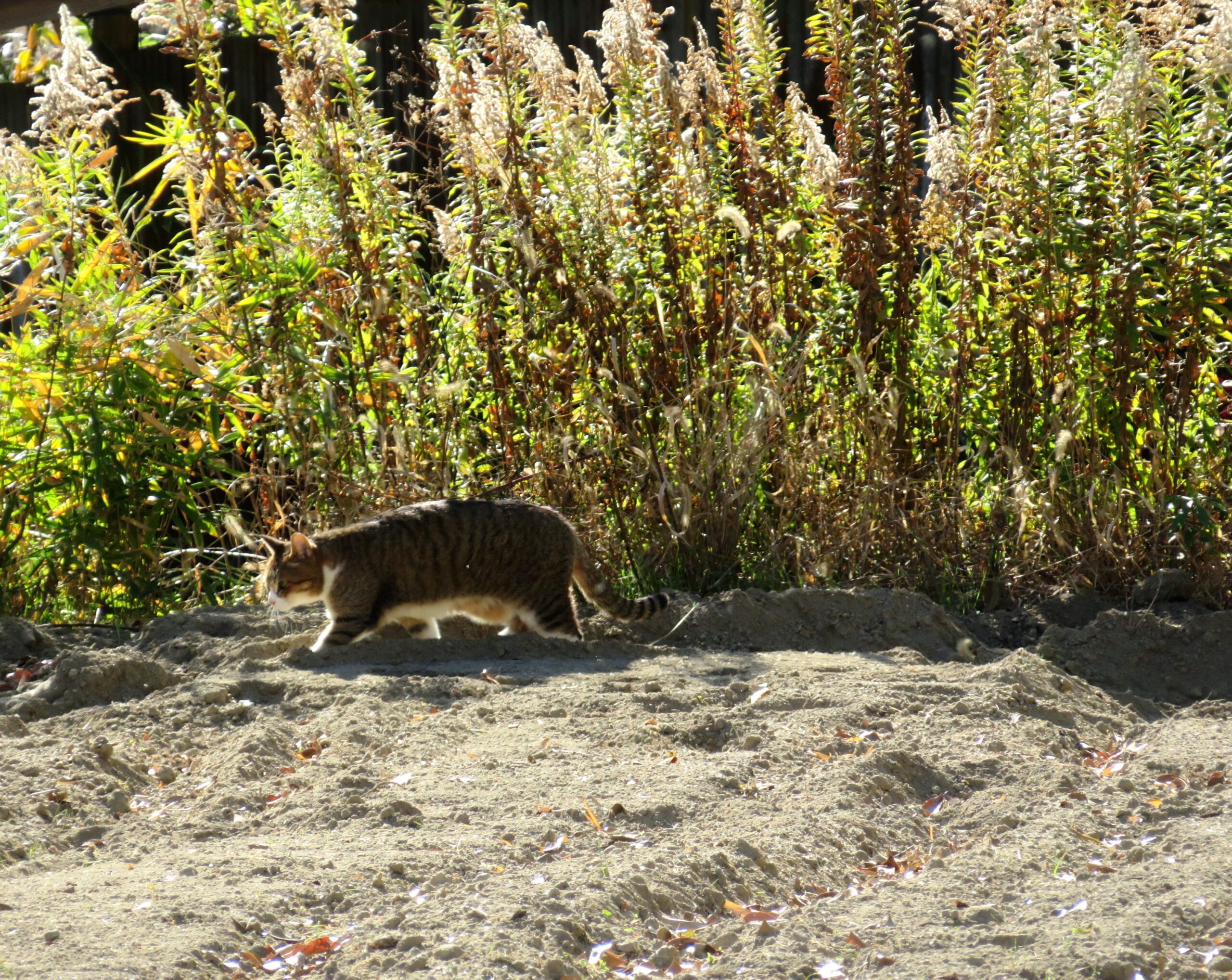 ねこ、風太 巡回