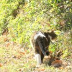 ねこ、風太　巡回