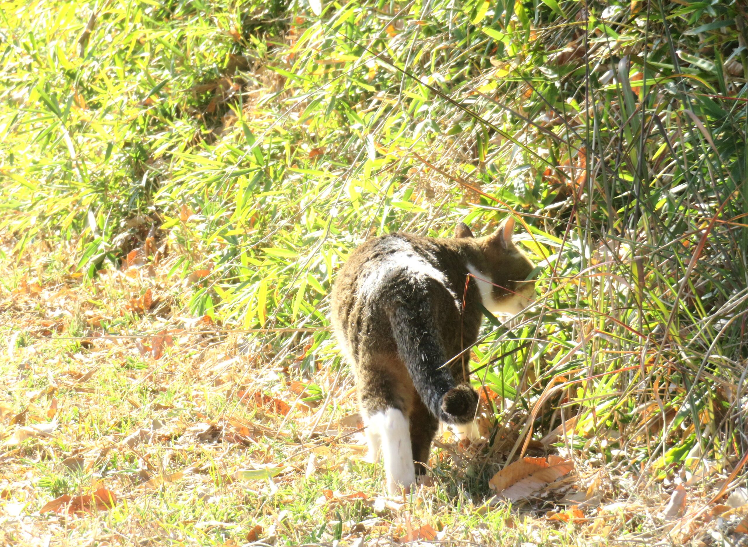 ねこ、風太　巡回