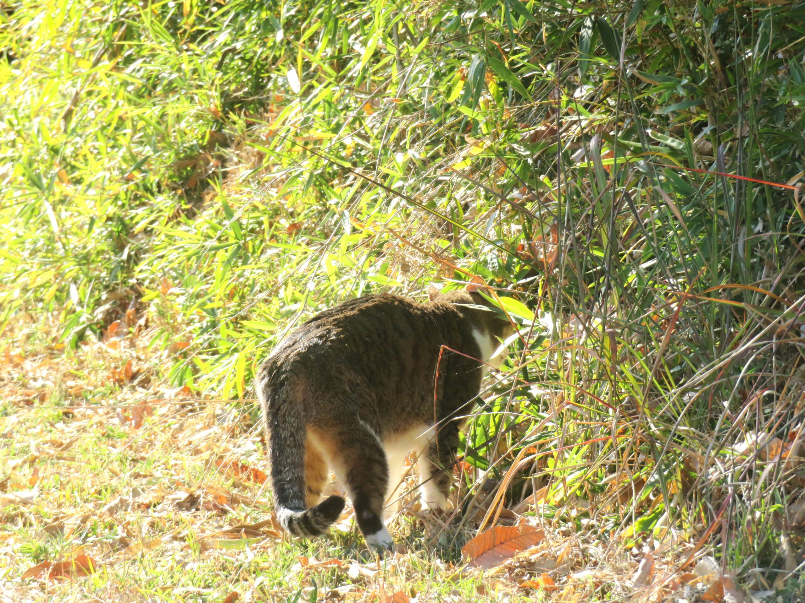 ねこ、風太　巡回