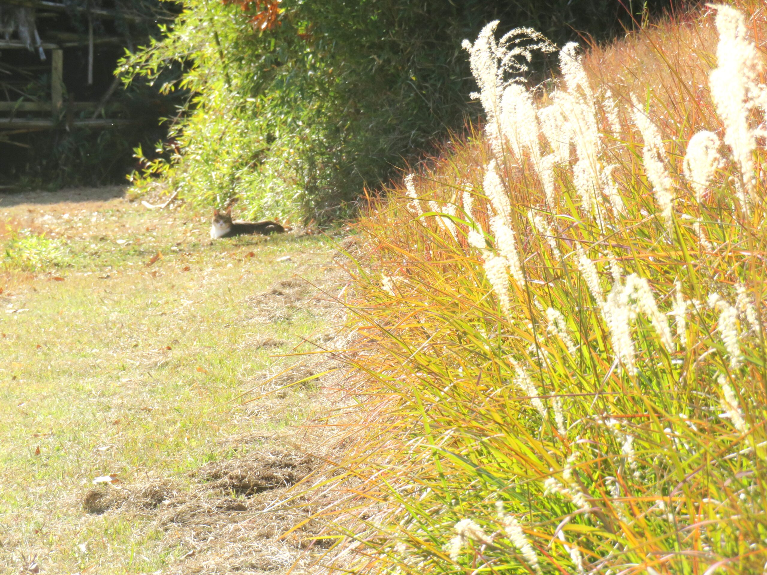 ねこ、風太　巡回
