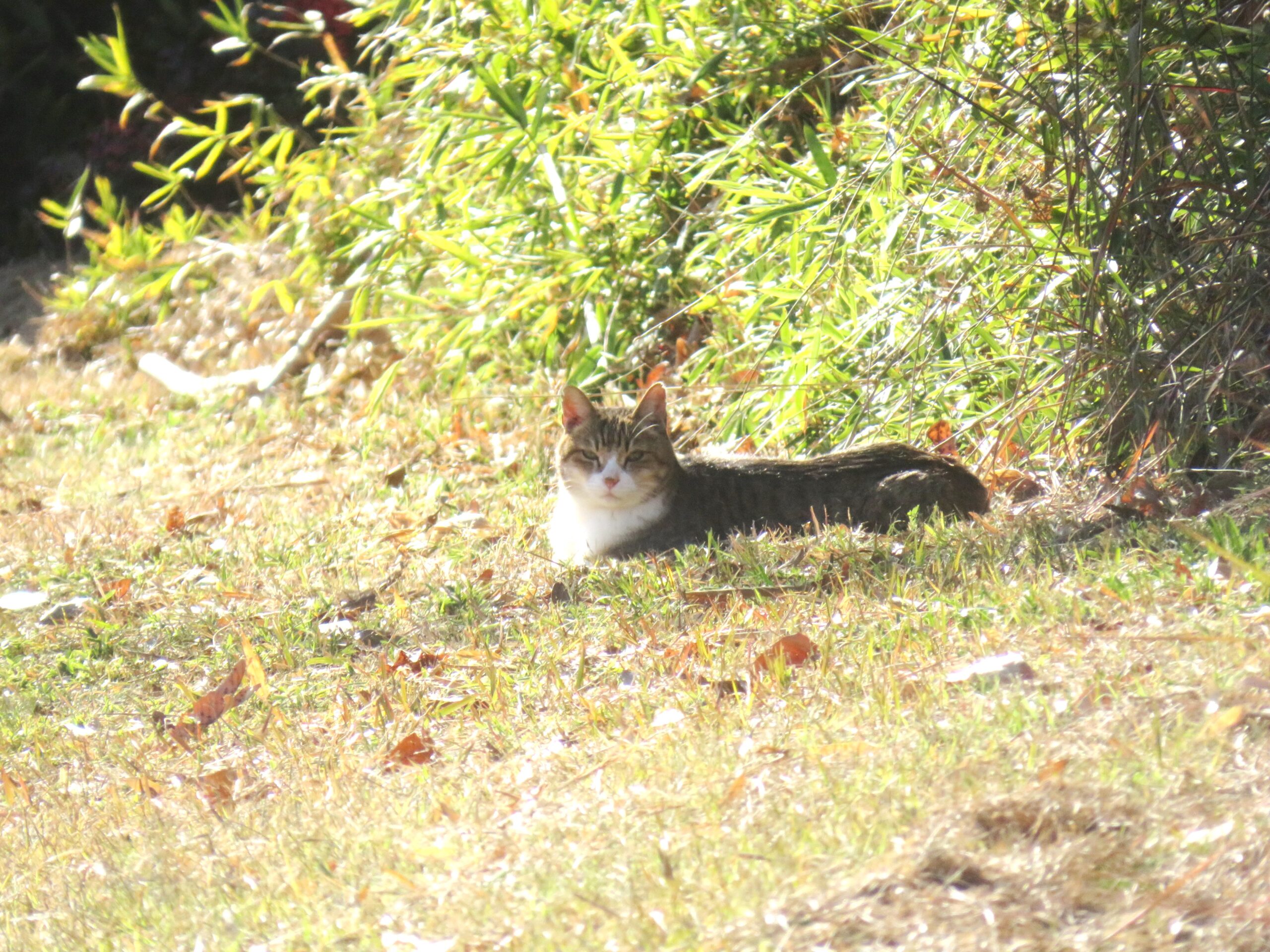 ねこ、風太　巡回