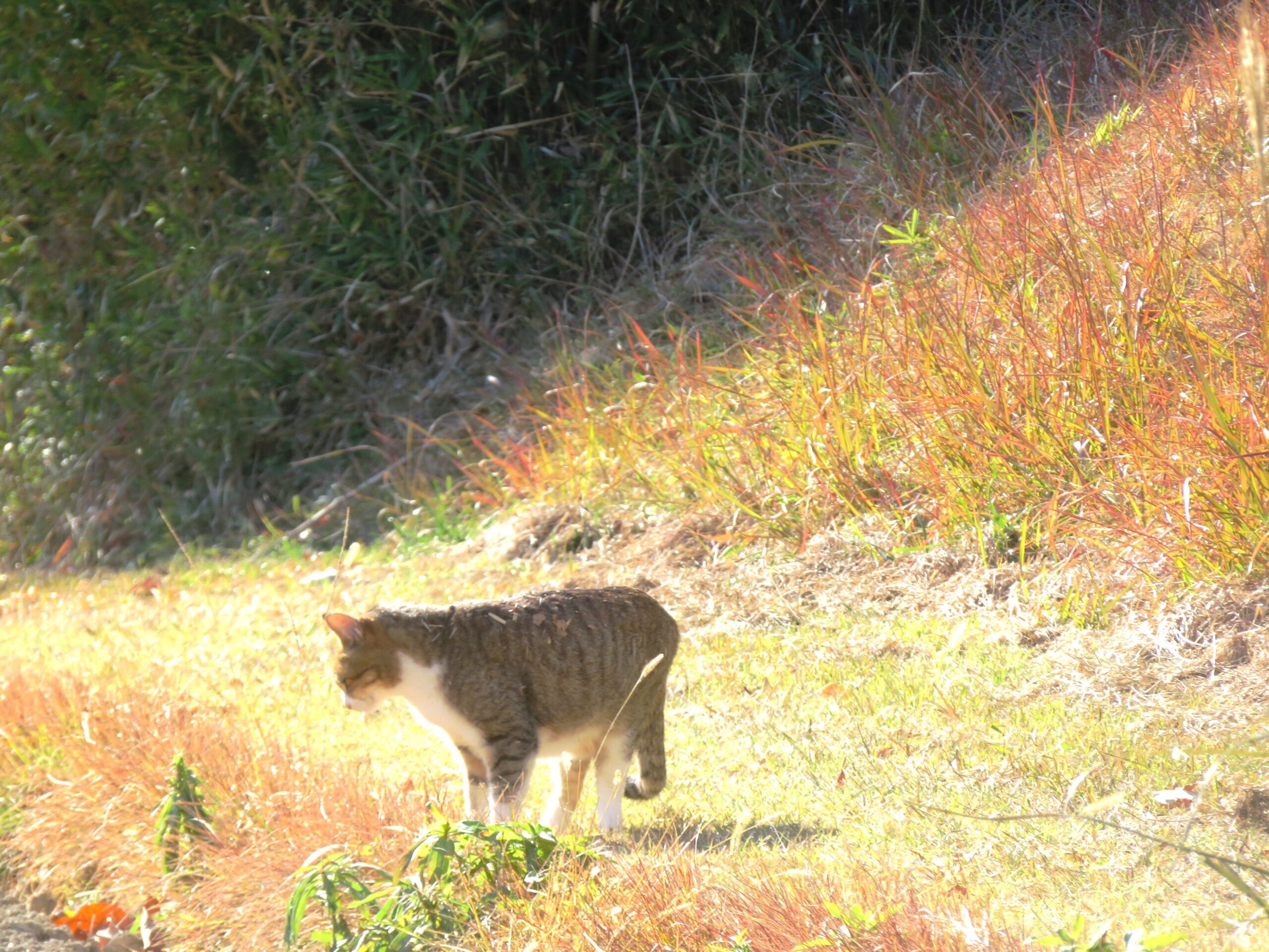 ねこ、風太　巡回