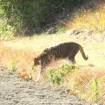 ねこ、風太　巡回