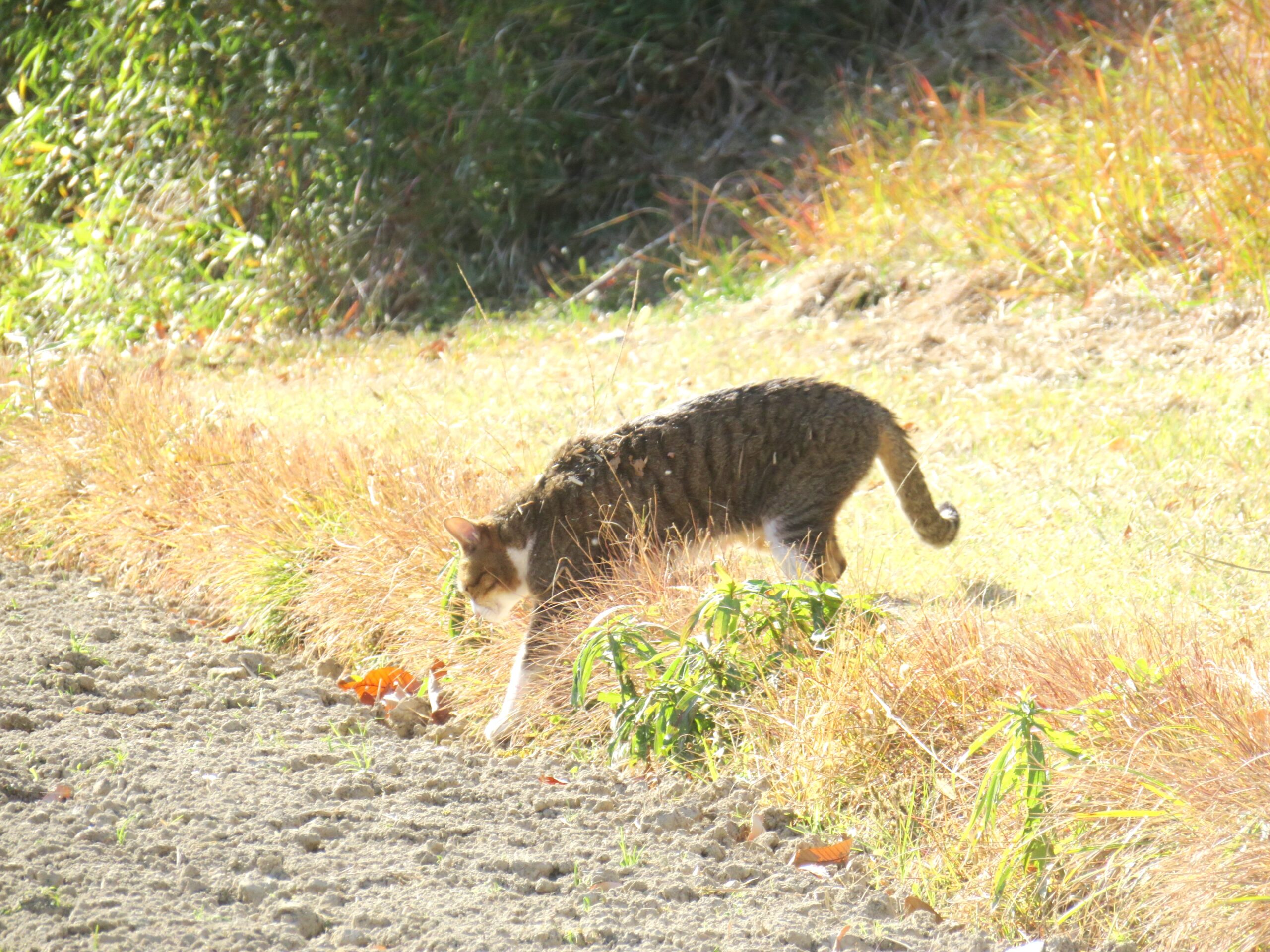 ねこ、風太　巡回