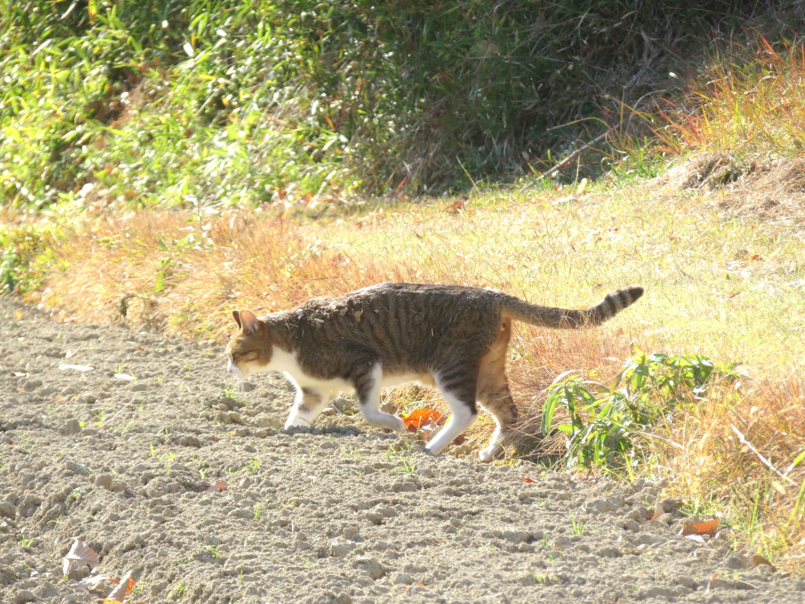 ねこ、風太　巡回