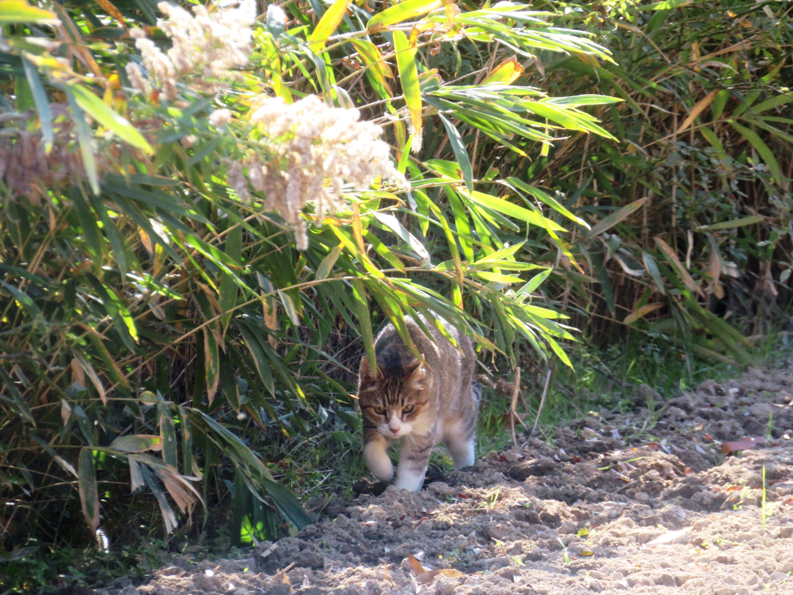 ねこ、風太 巡回