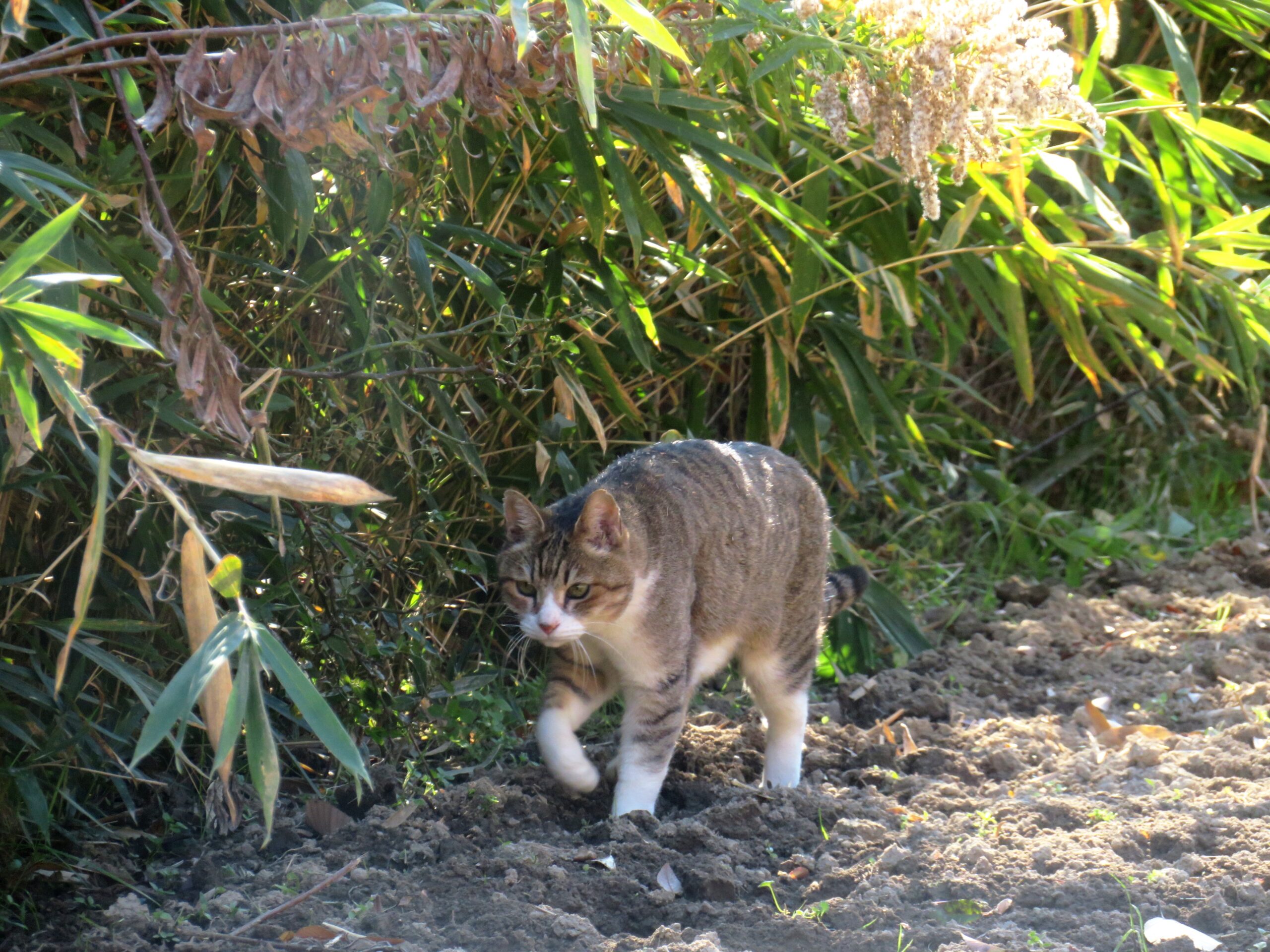 ねこ、風太 巡回