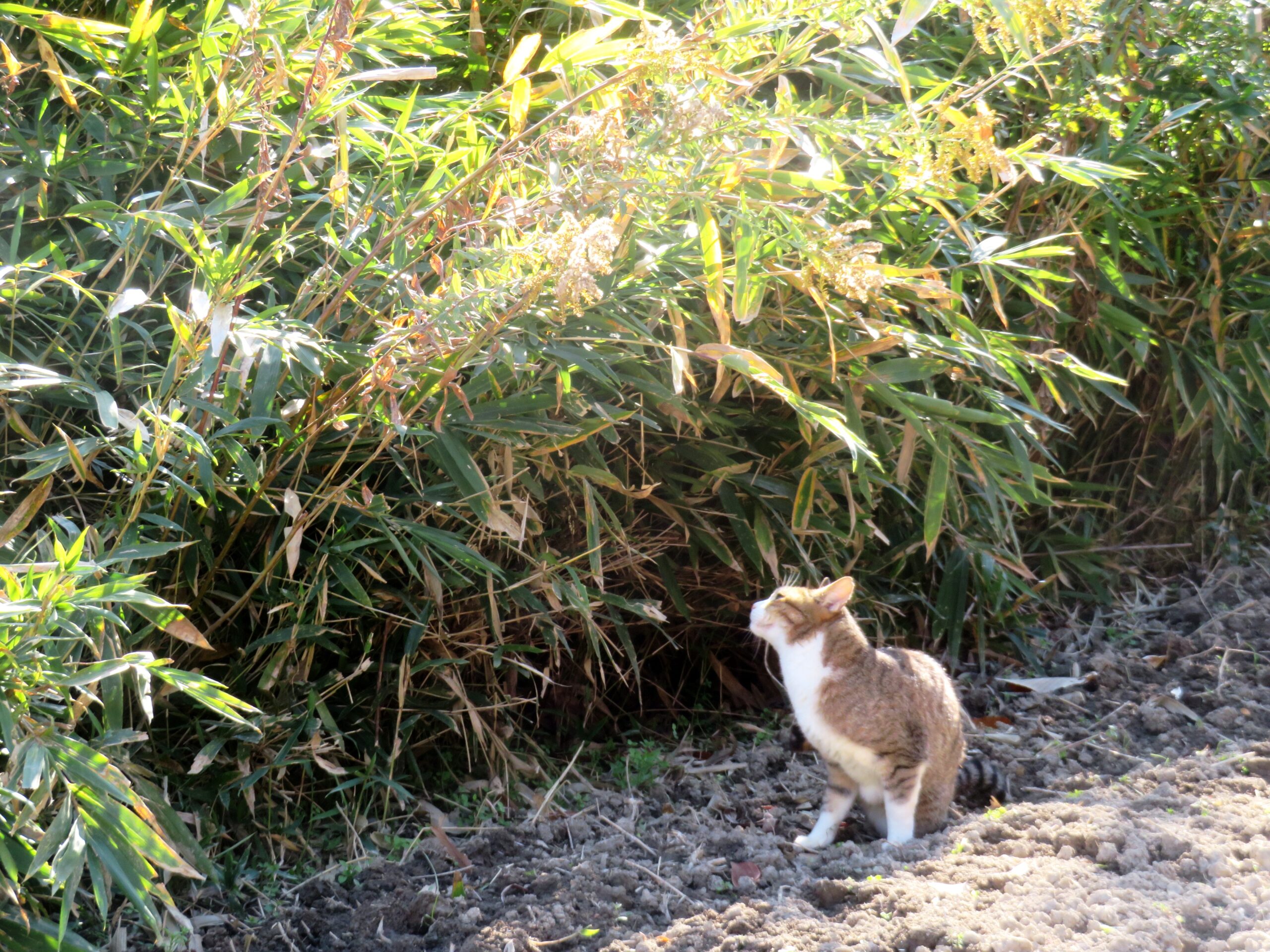 ねこ、風太 巡回