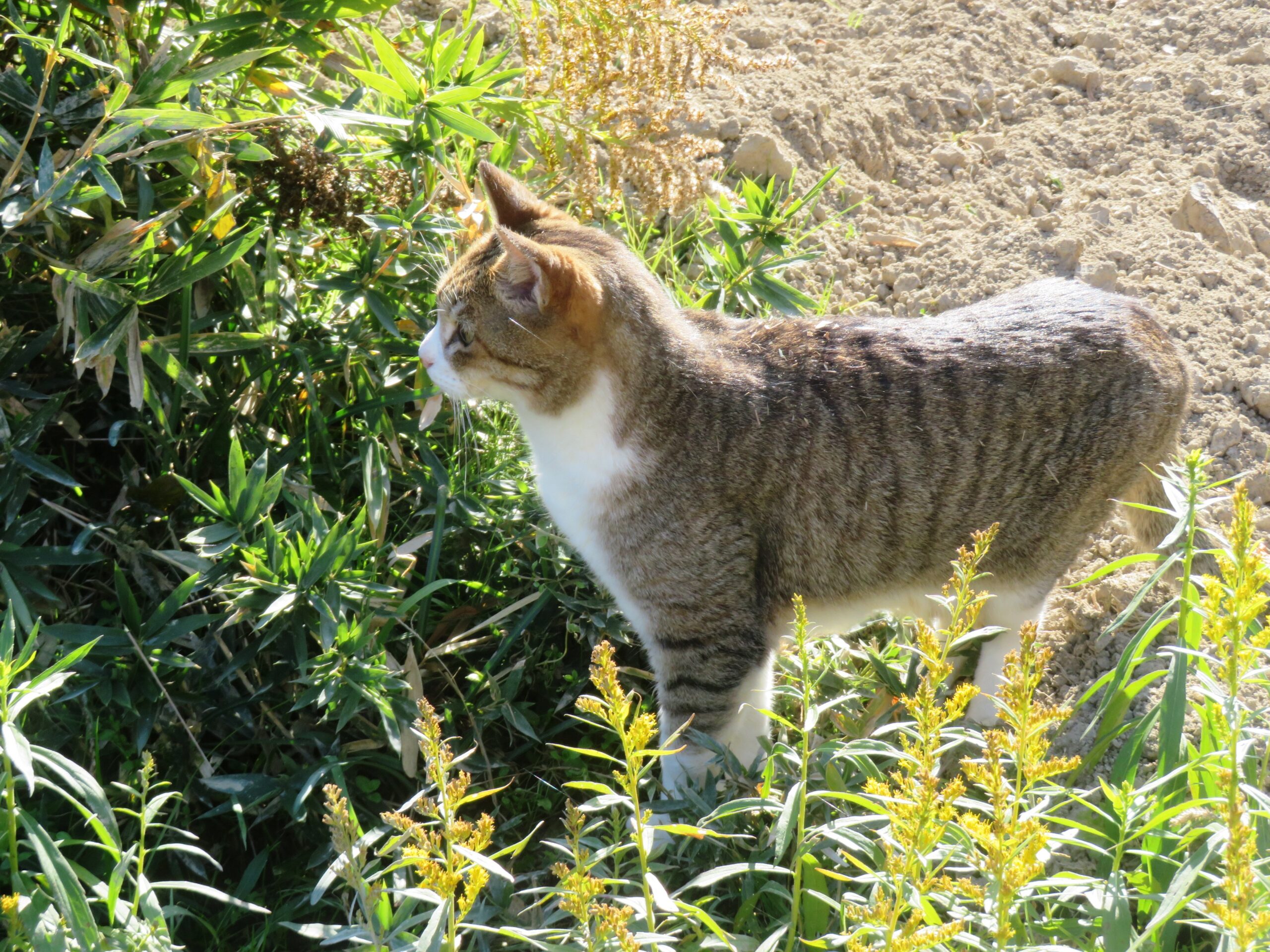 ねこ、風太　巡回