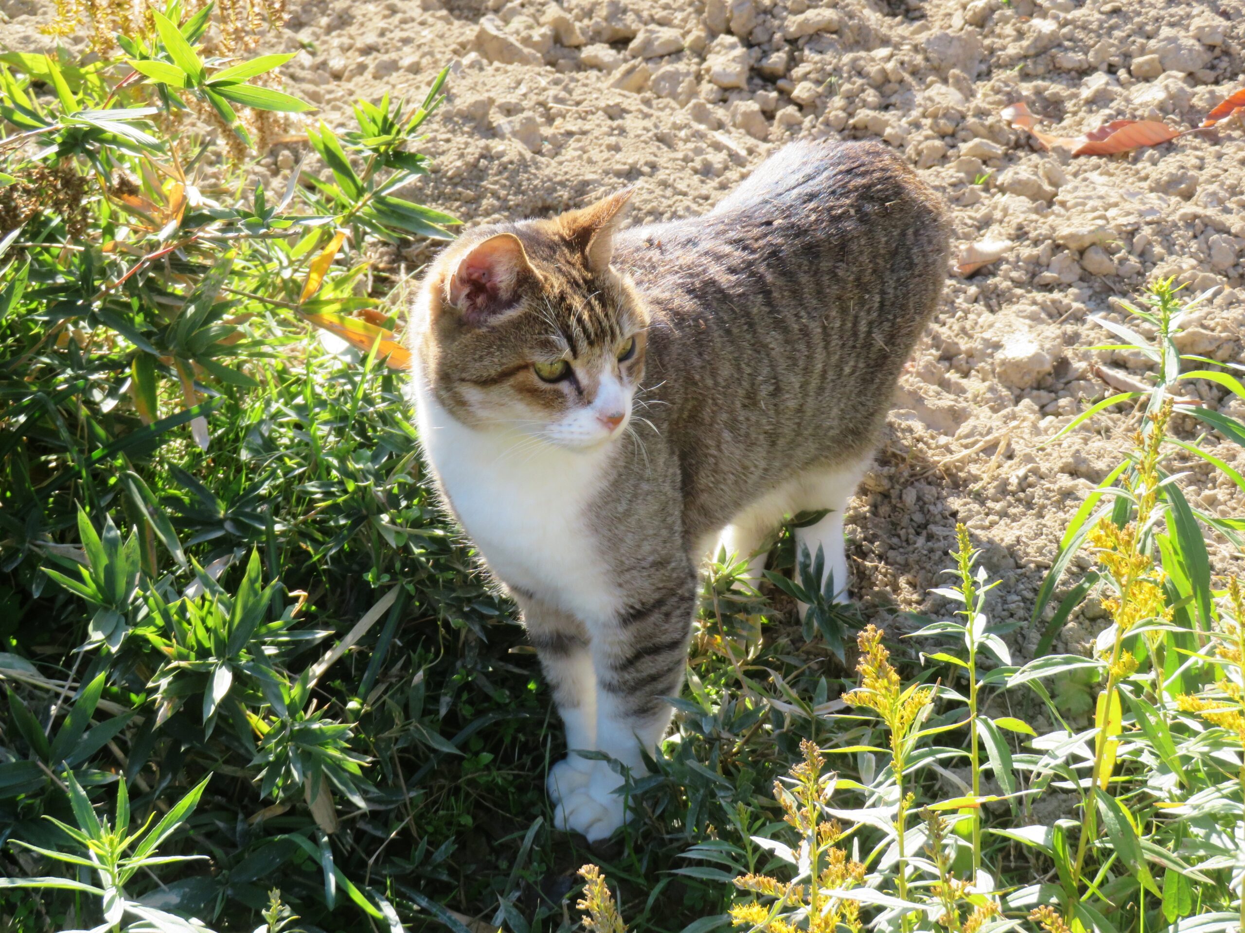 ねこ、風太　巡回