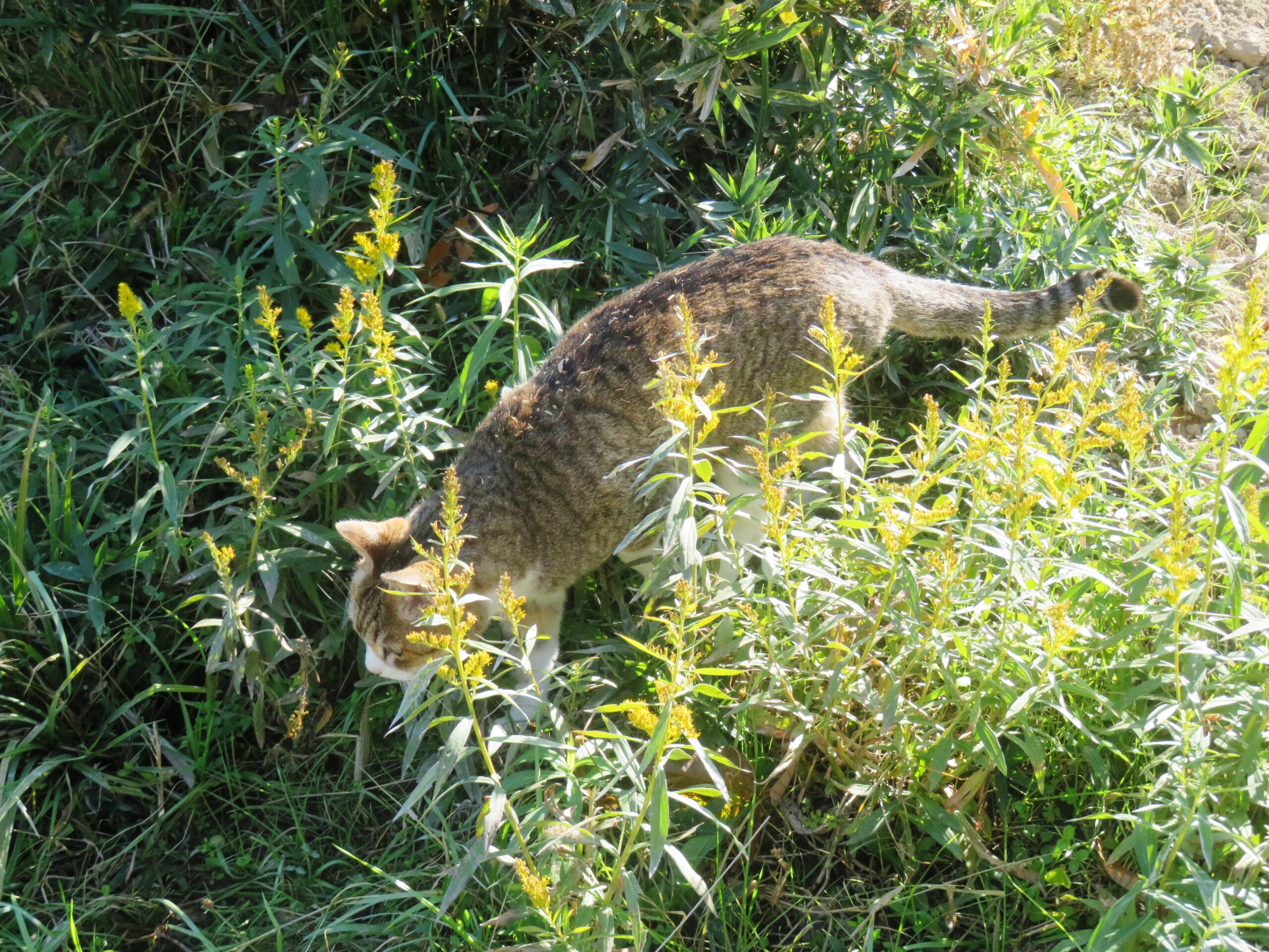 ねこ、風太　巡回