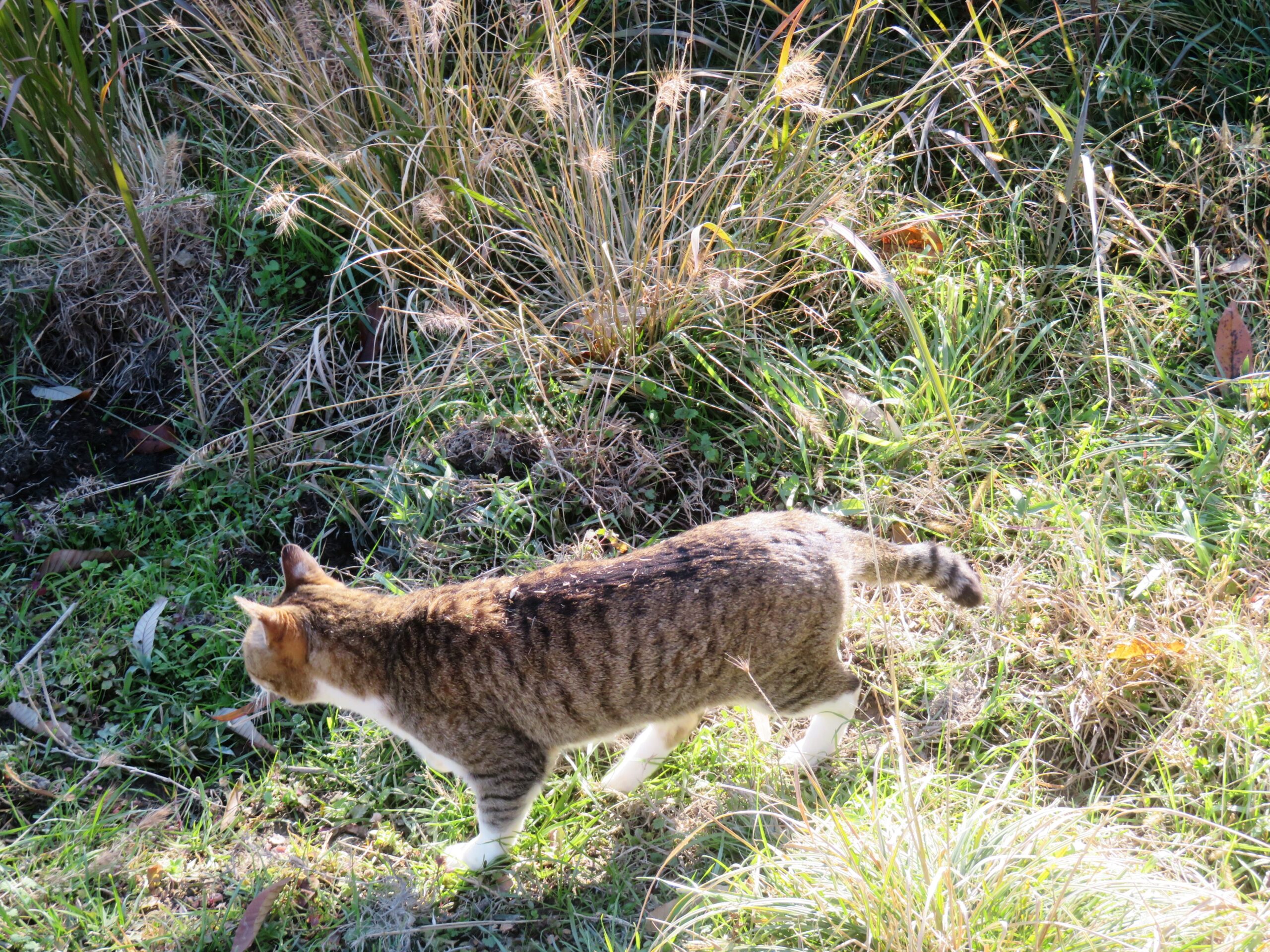 ねこ、風太 巡回