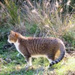 ねこ、風太　巡回