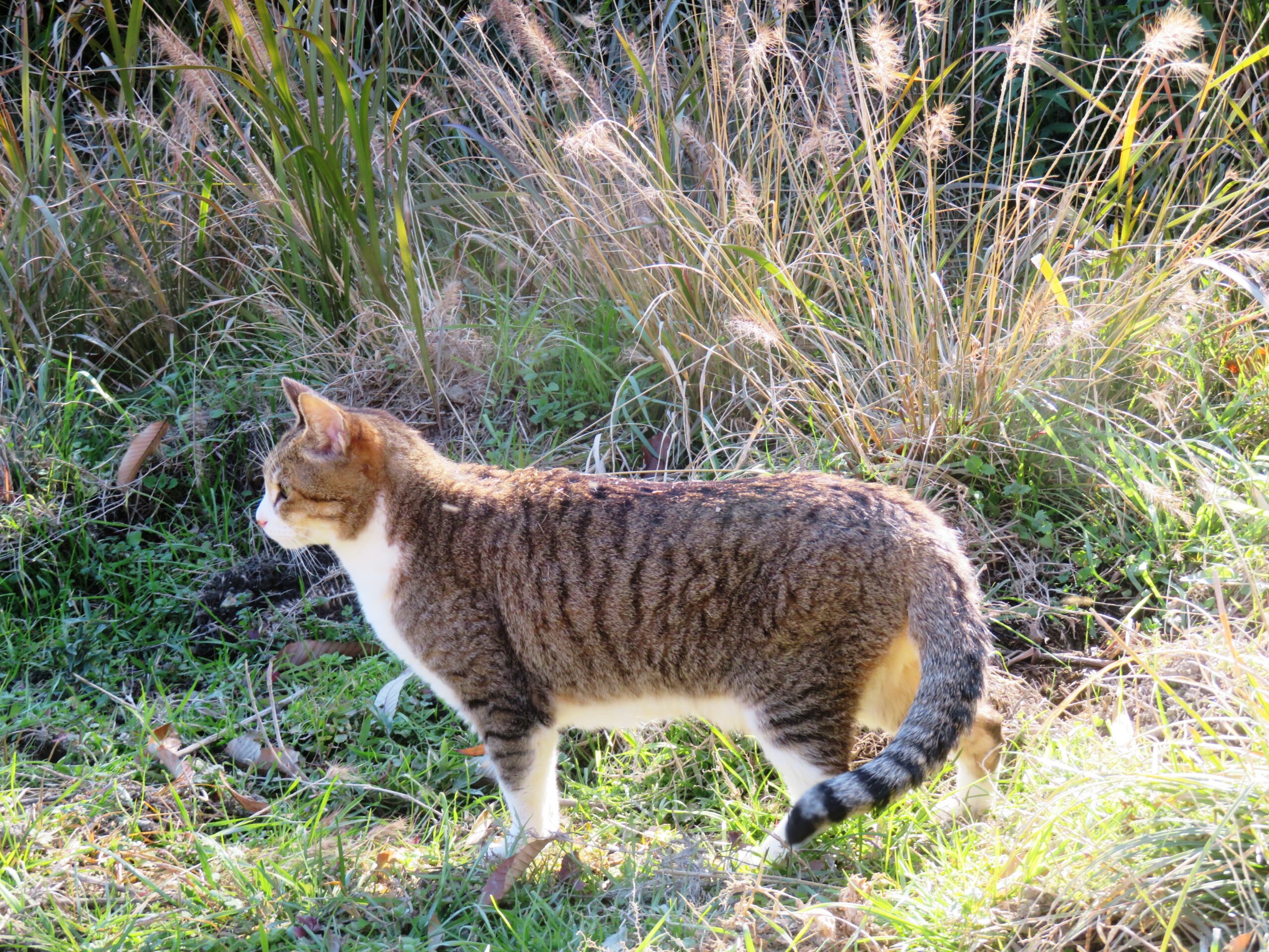 ねこ、風太 巡回