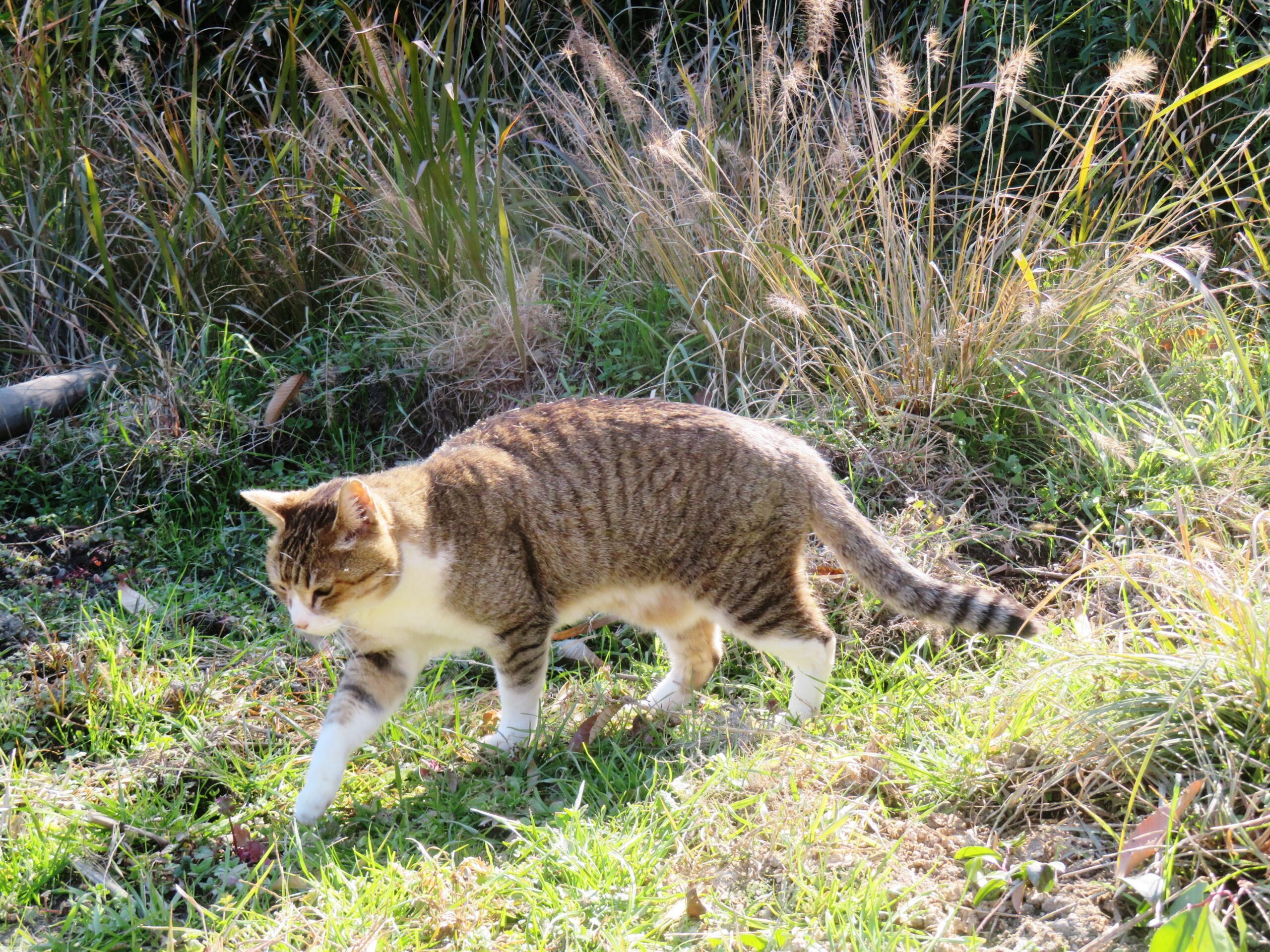 ねこ、風太 巡回