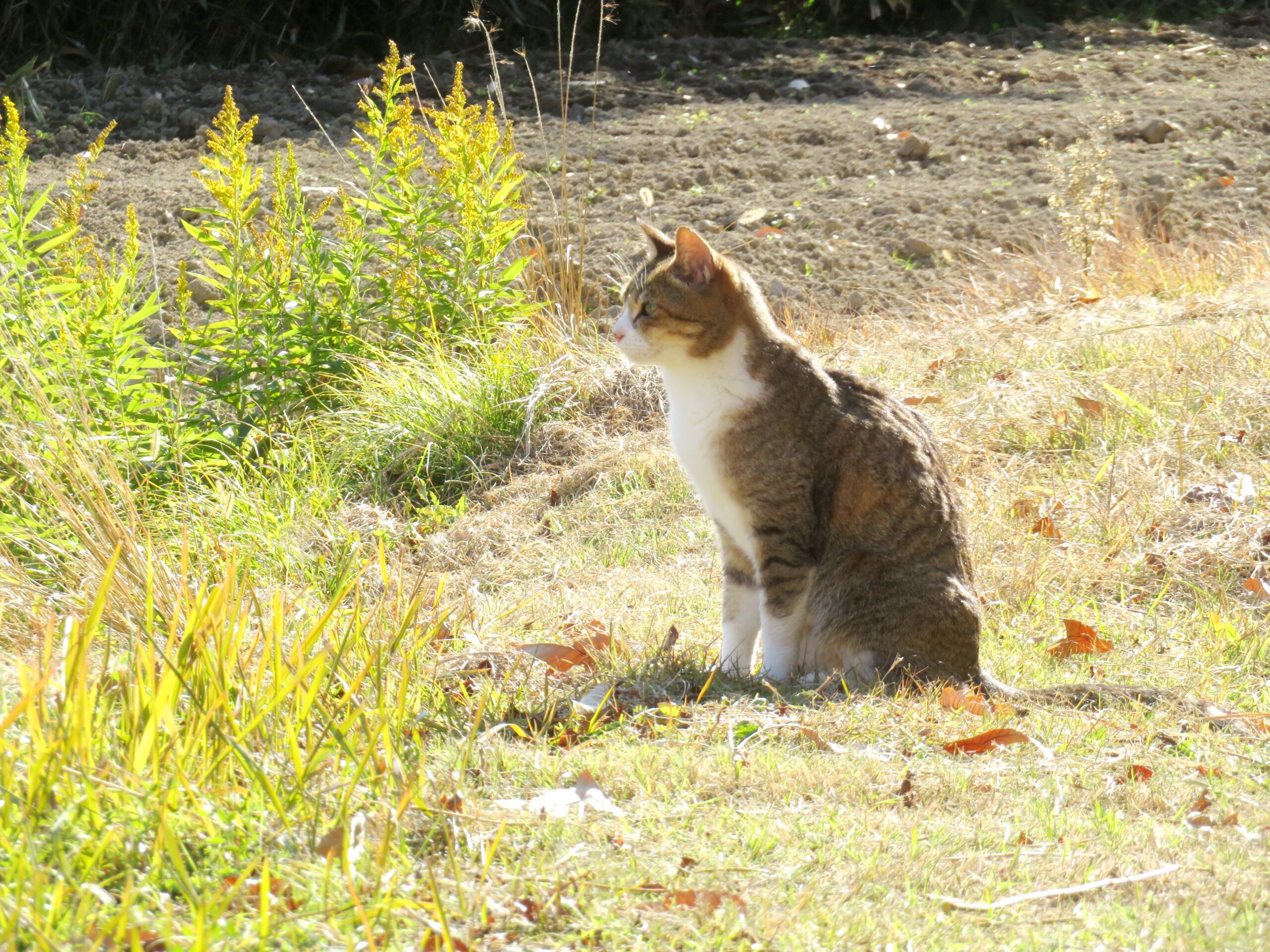 ねこ、風太　巡回