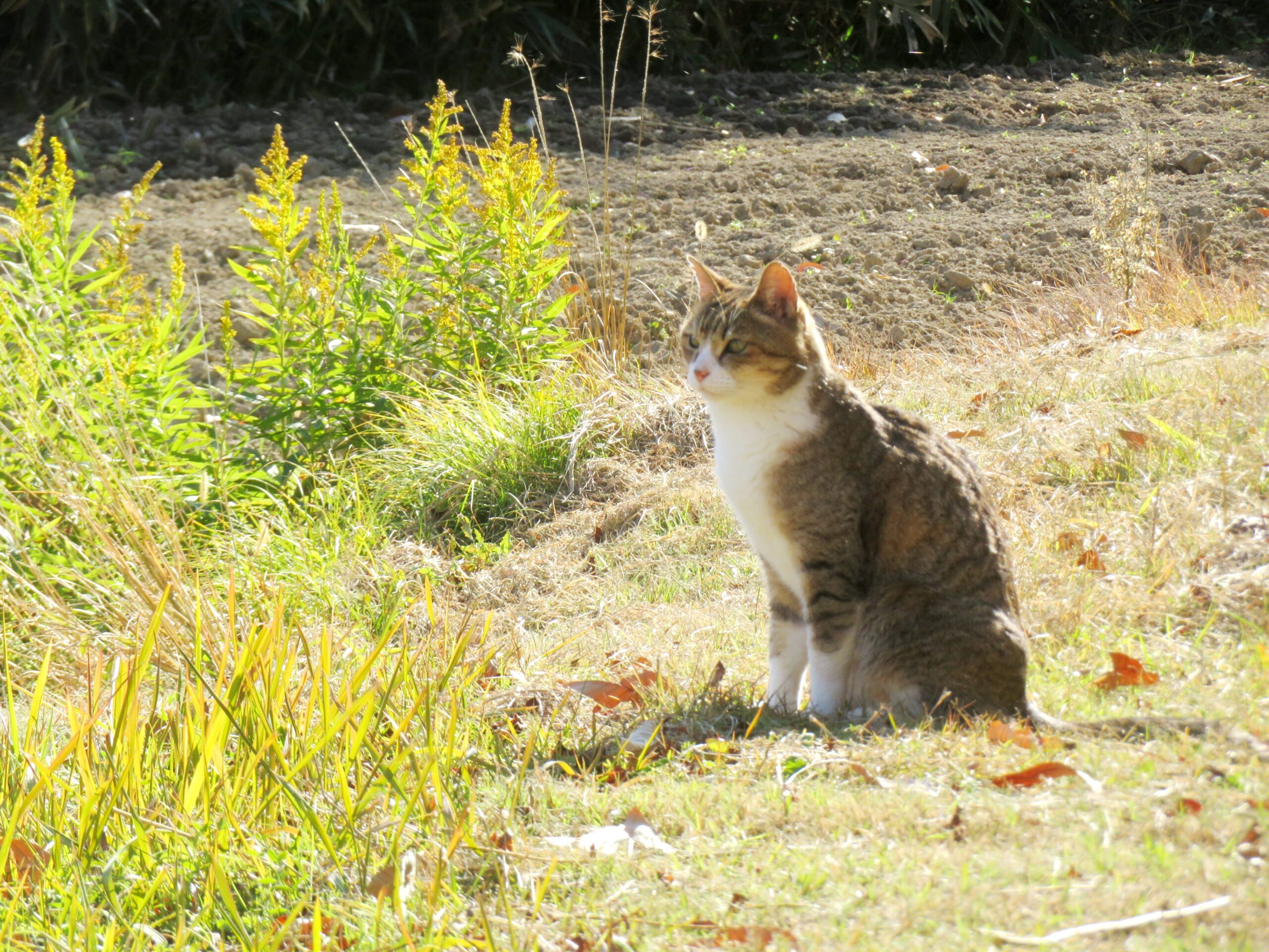 ねこ、風太　巡回