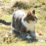 ねこ、風太　巡回