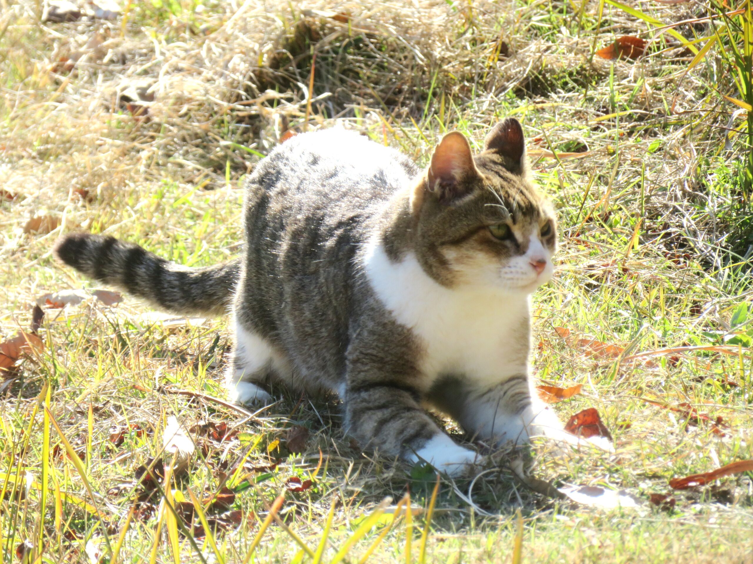 ねこ、風太　巡回