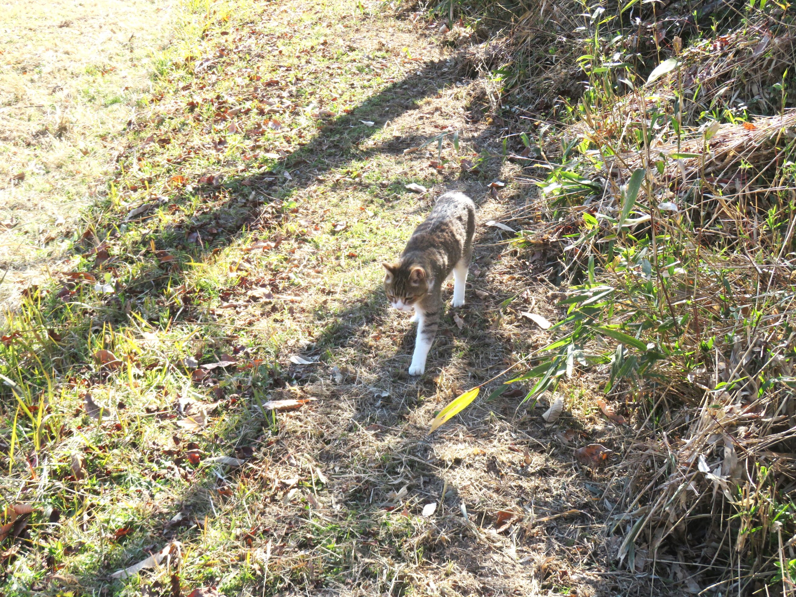 ねこ、風太　巡回