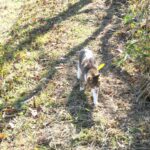 ねこ、風太　巡回