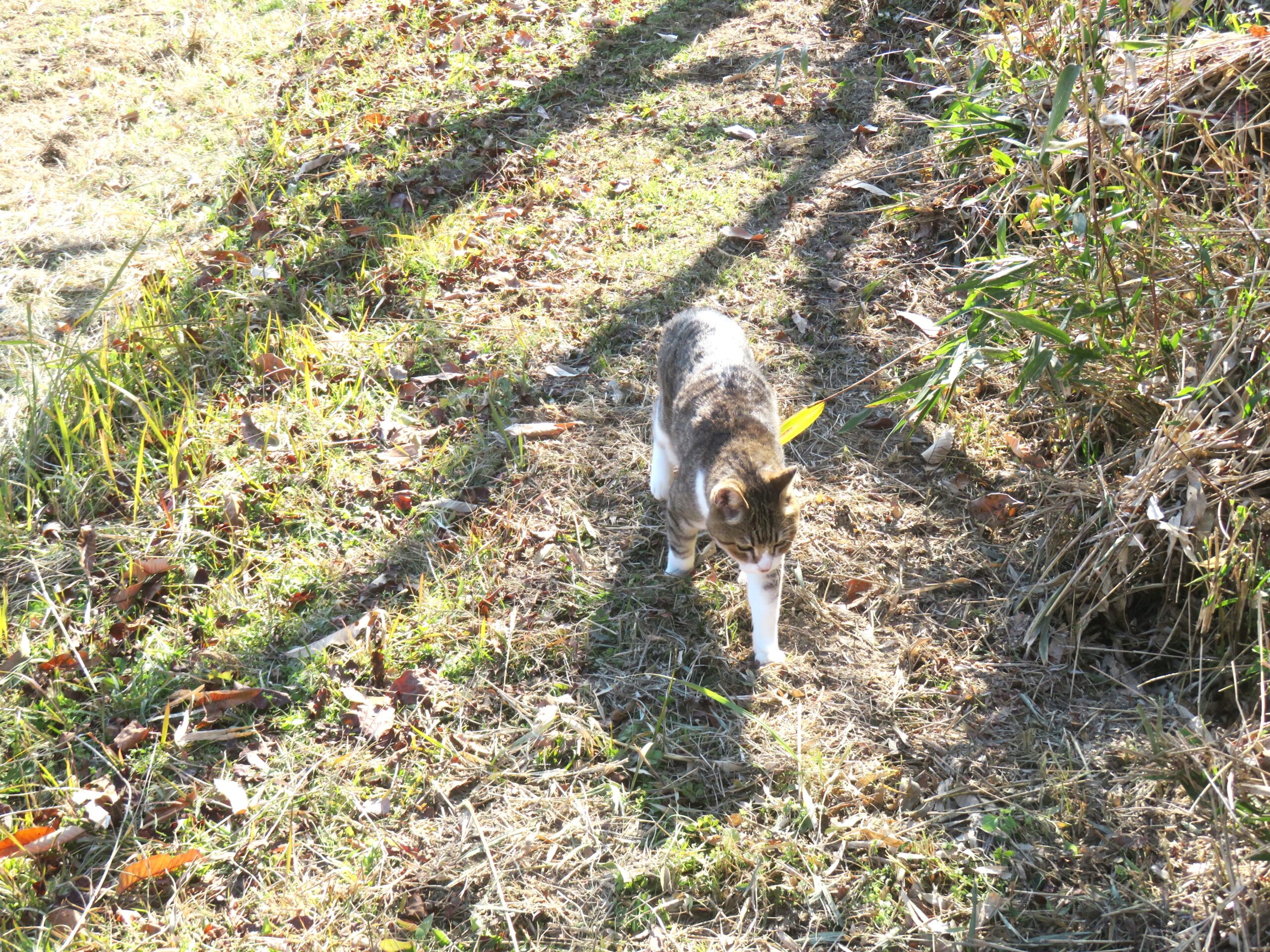 ねこ、風太　巡回