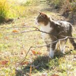 ねこ、風太　巡回