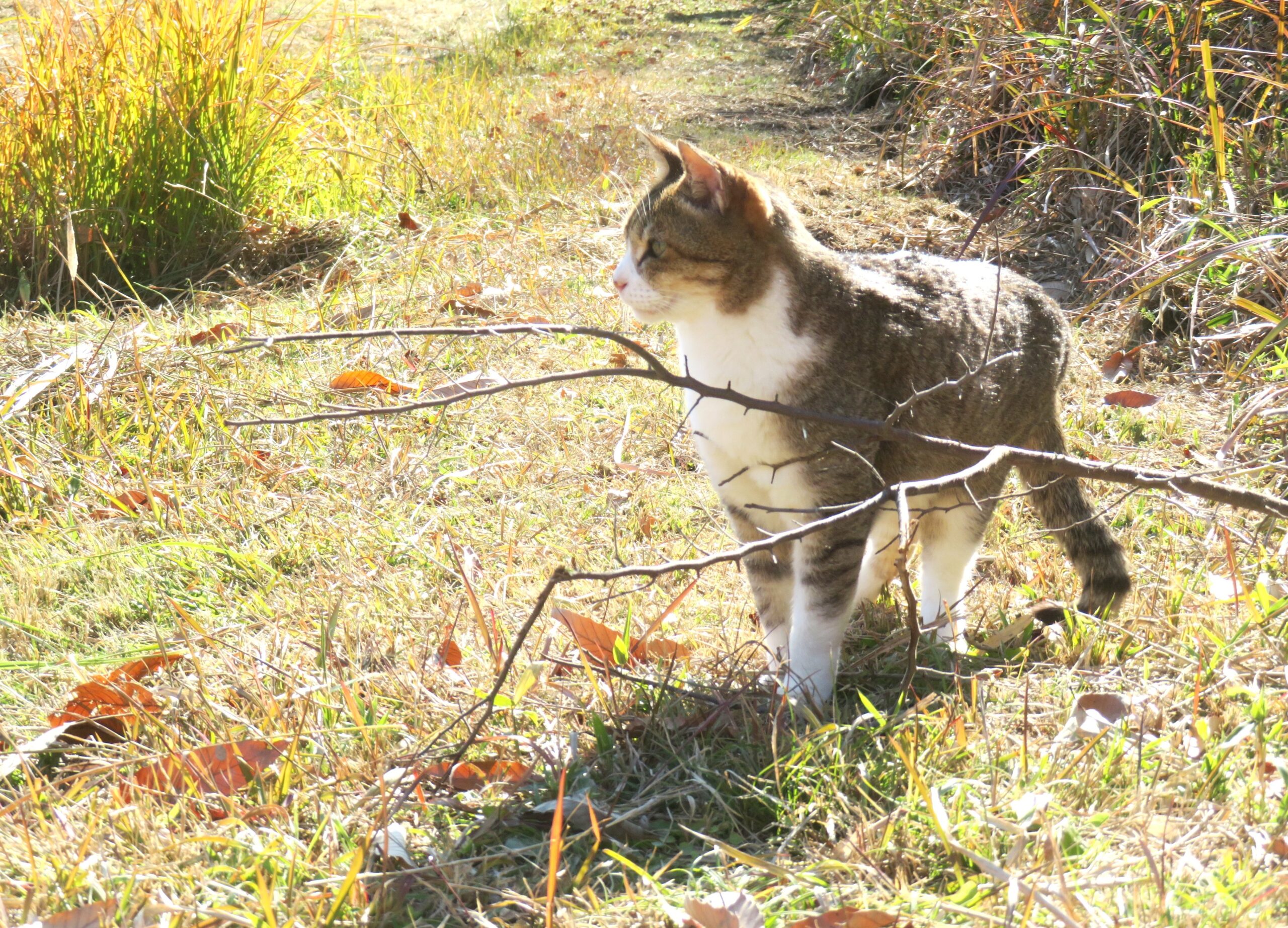 ねこ、風太 巡回