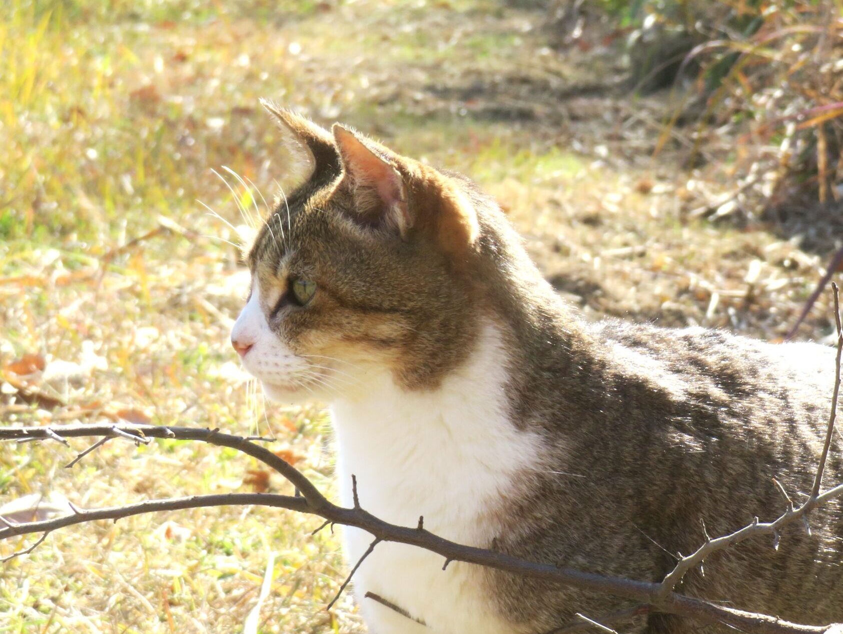 ねこ、風太 巡回