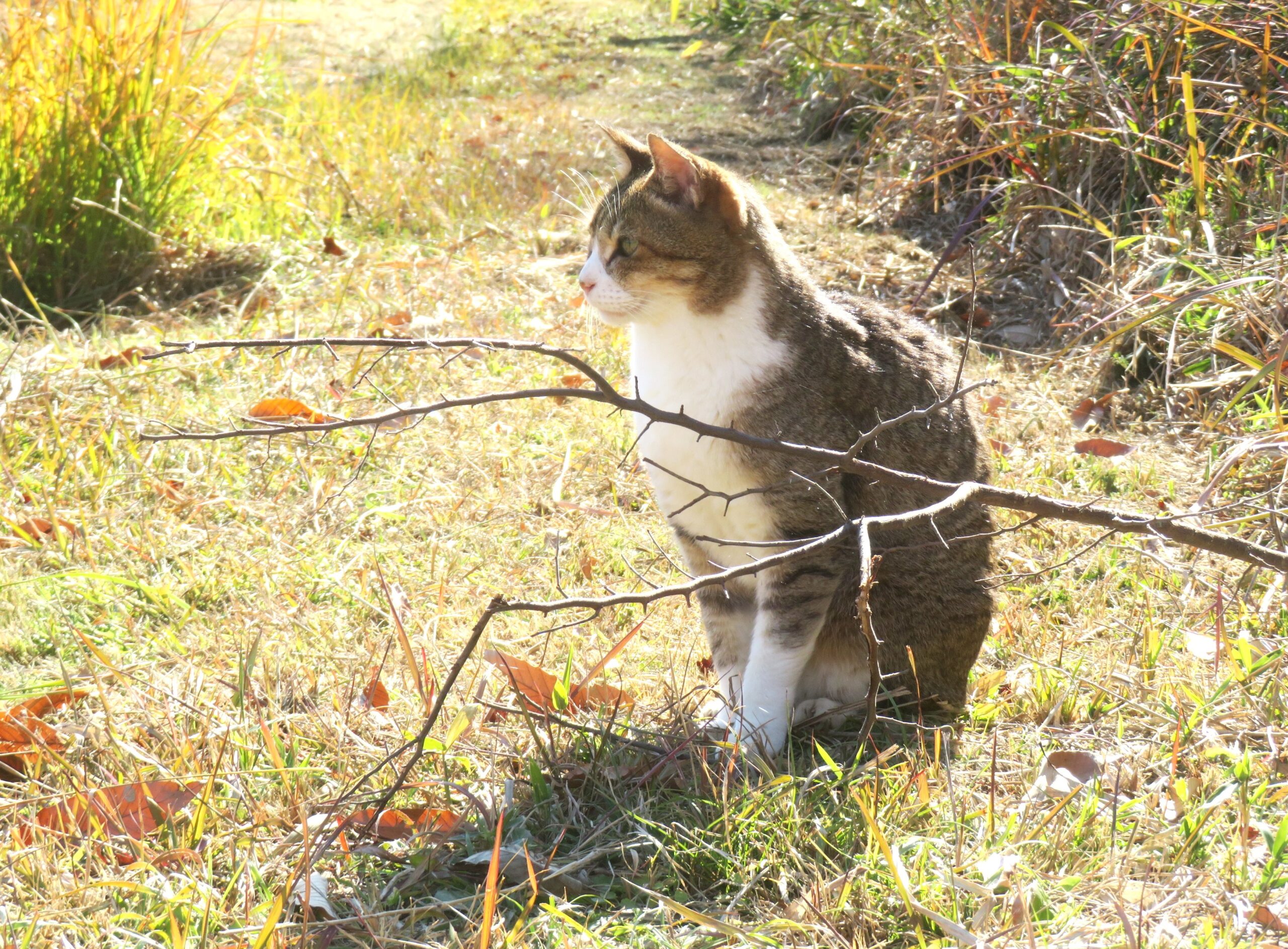 ねこ、風太 巡回