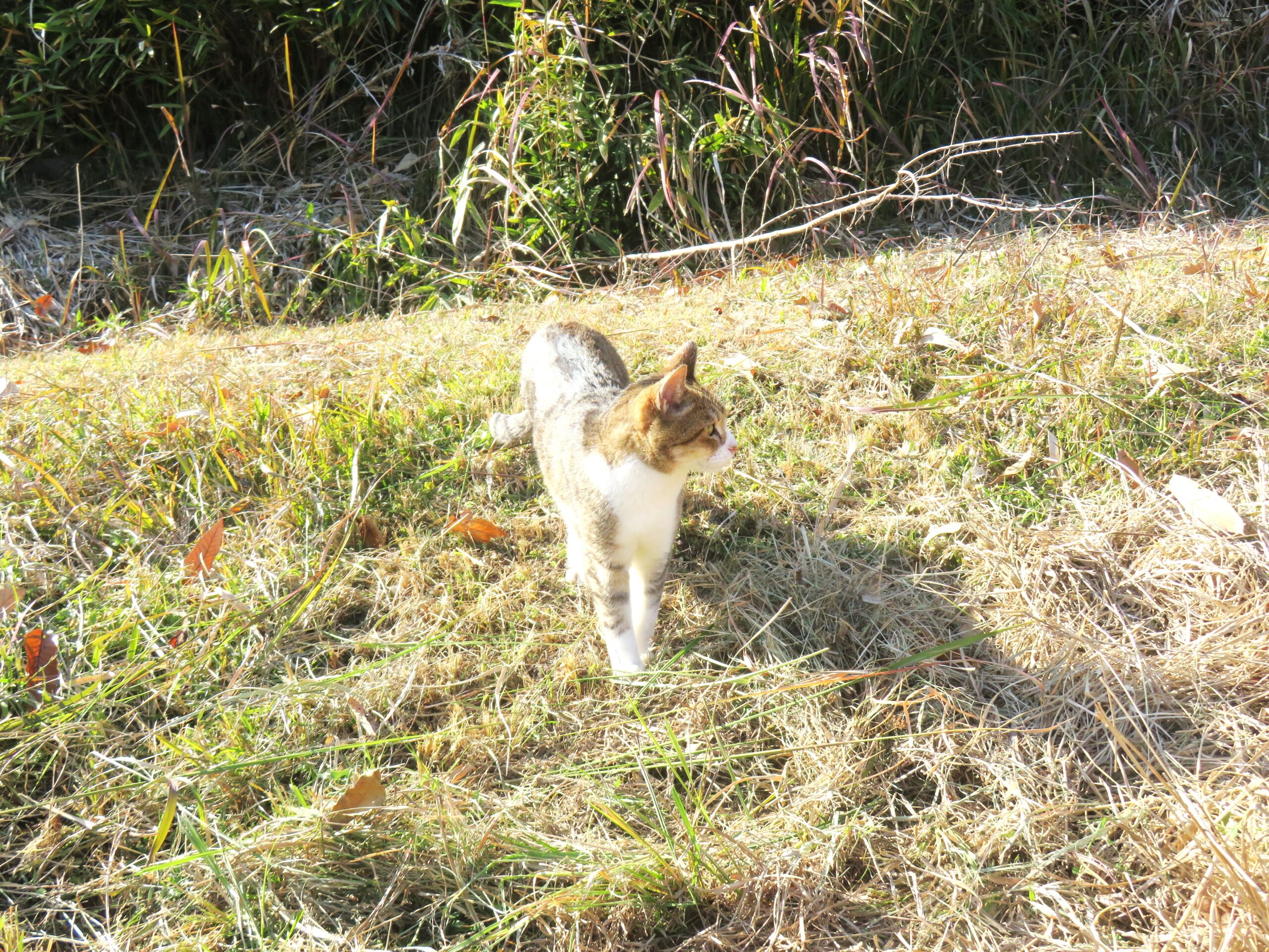 ねこ、風太 巡回