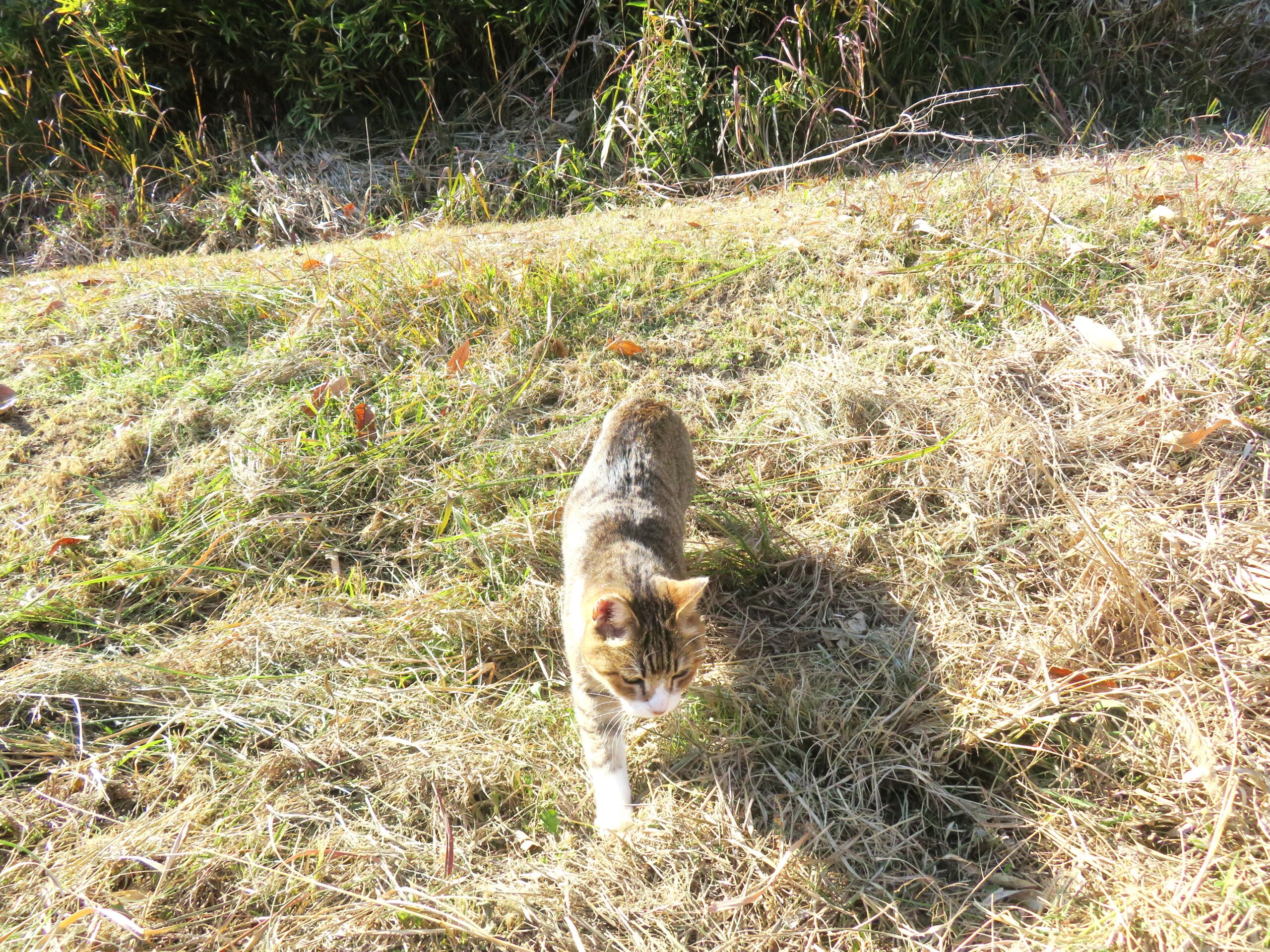 ねこ、風太 巡回