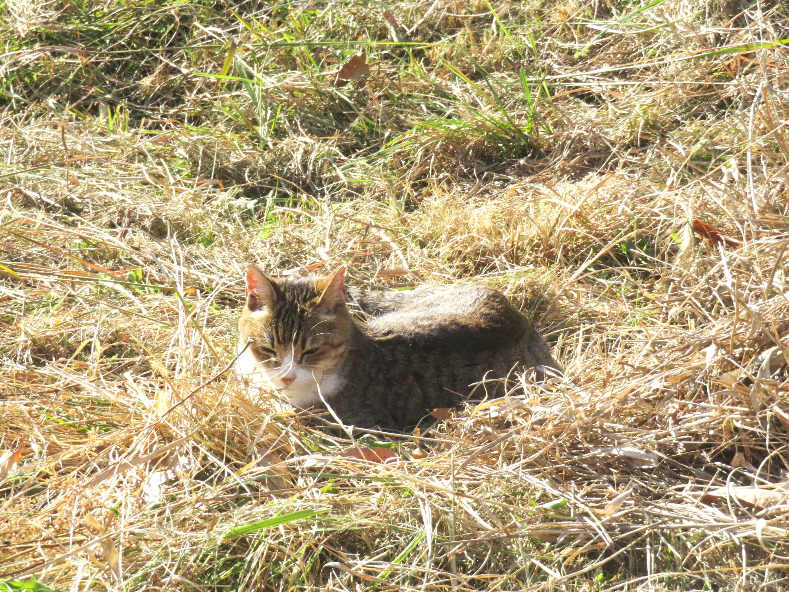 ねこ、風太 巡回