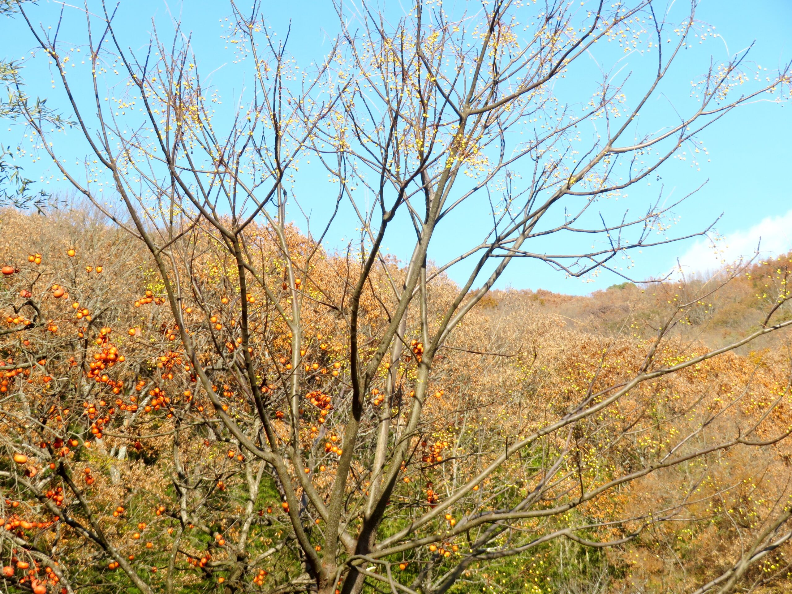 師走の山の木々