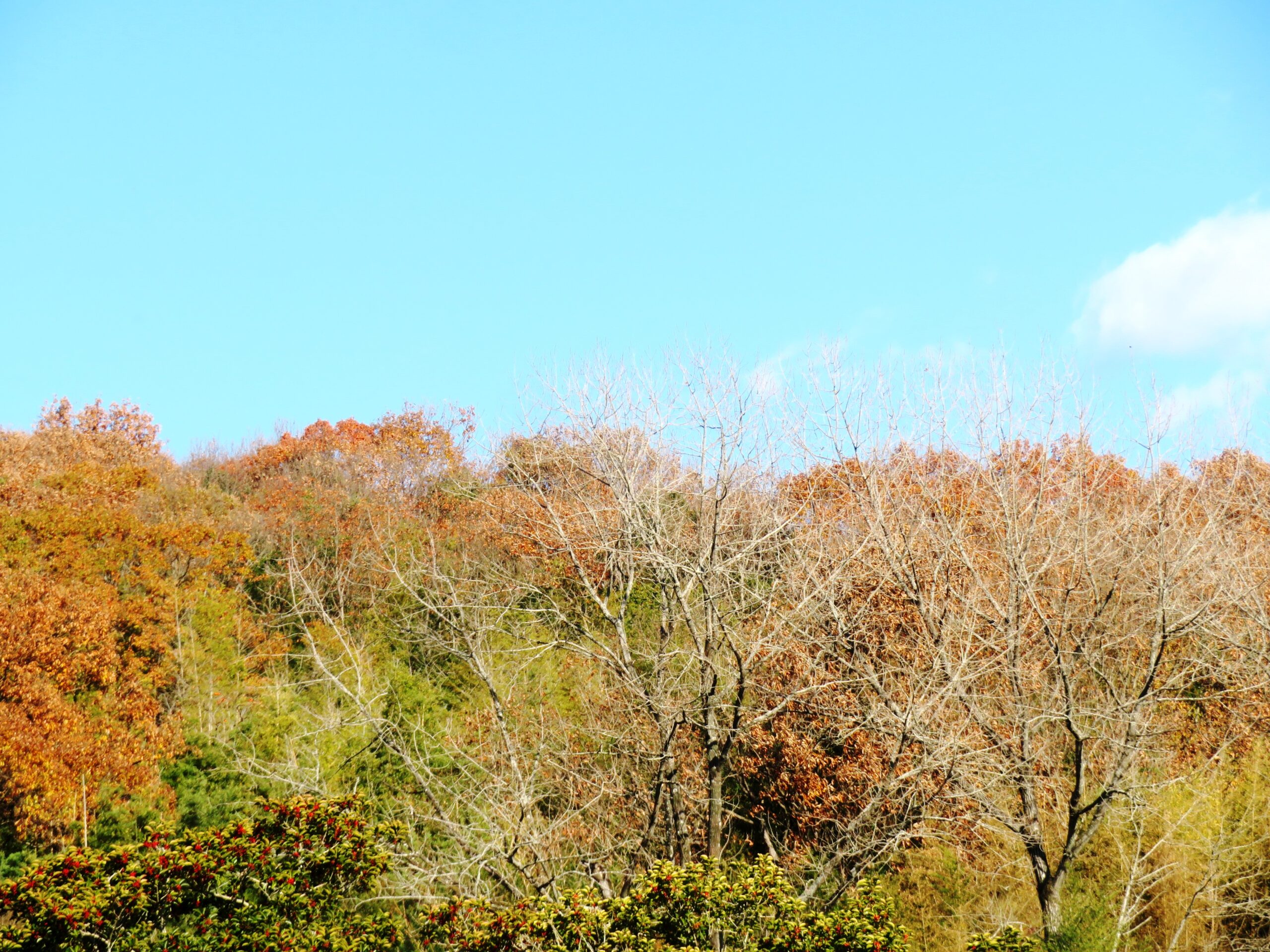 師走の山の木々